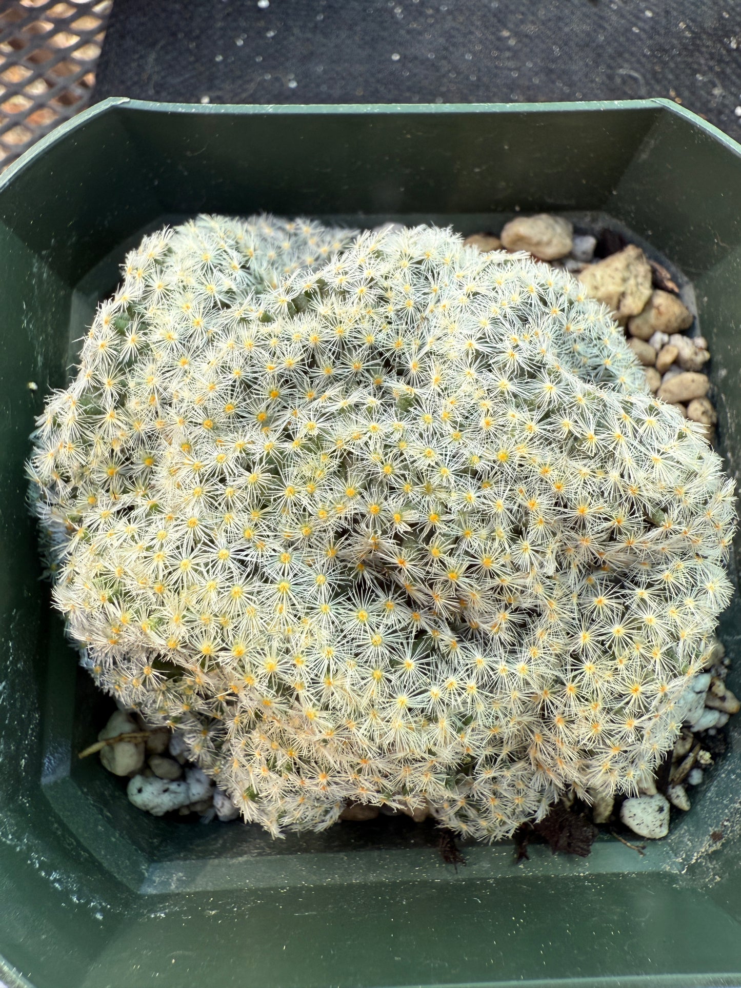 Mammillaria scheideana crest 1533 rare plant