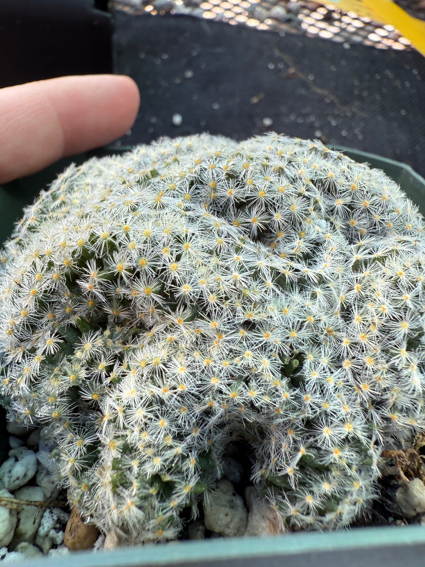 Mammillaria scheideana crest 1533 rare plant