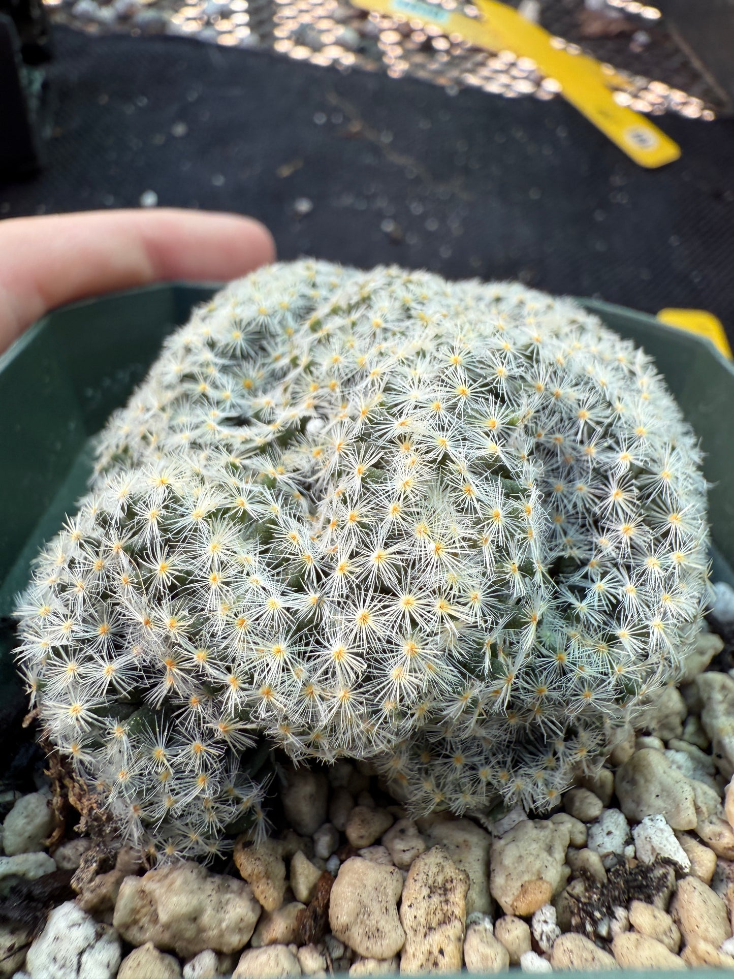 Mammillaria scheideana crest 1533 rare plant
