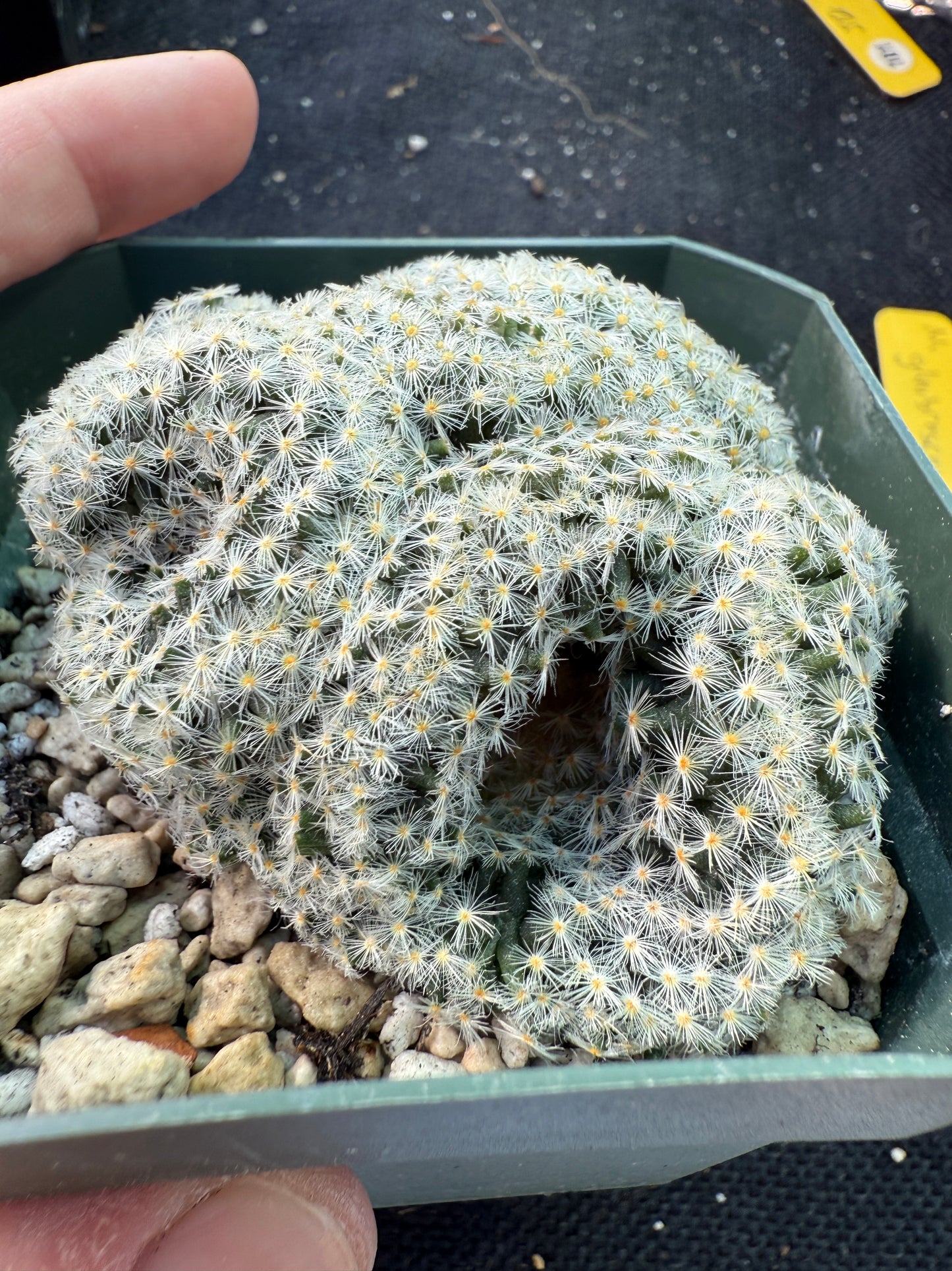 Mammillaria scheideana crest 1533 rare plant