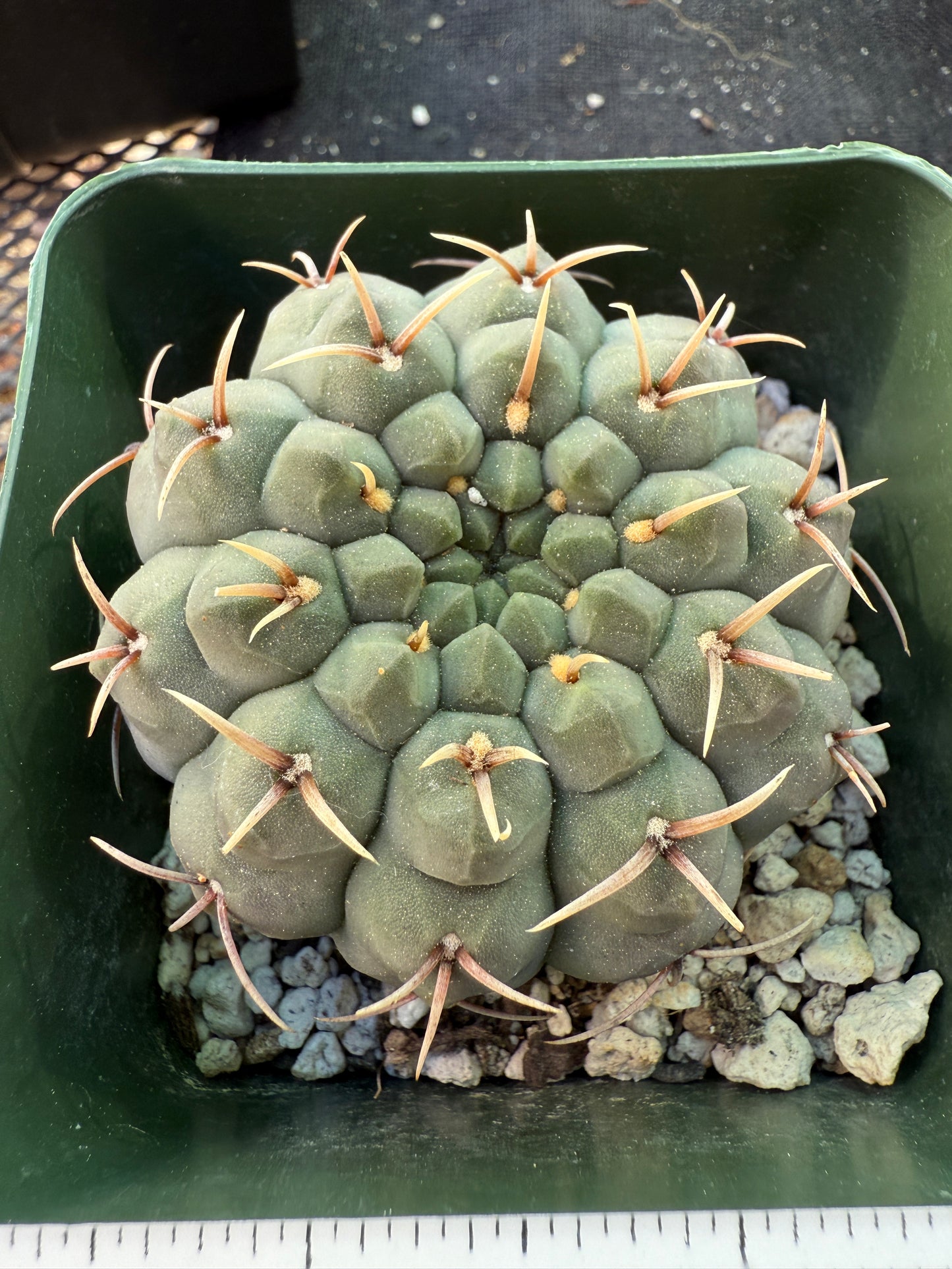 Gymnocalycium vatteri japan import gorgeous form 1327