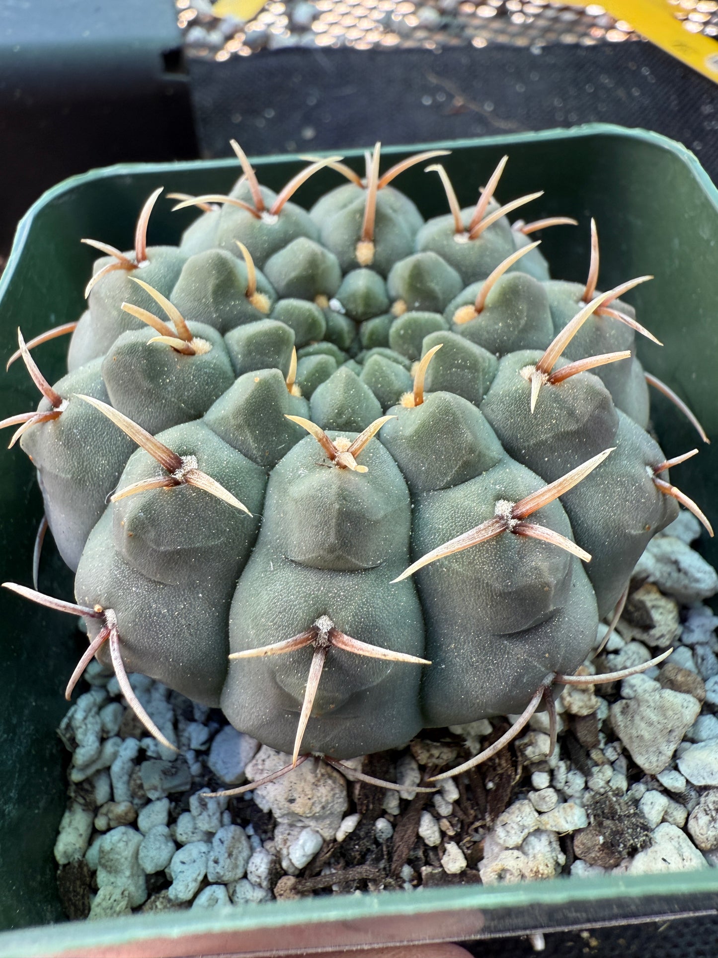 Gymnocalycium vatteri japan import gorgeous form 1327