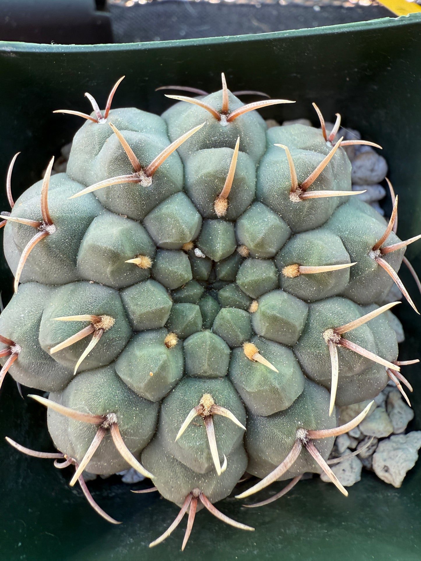 Gymnocalycium vatteri japan import gorgeous form 1327