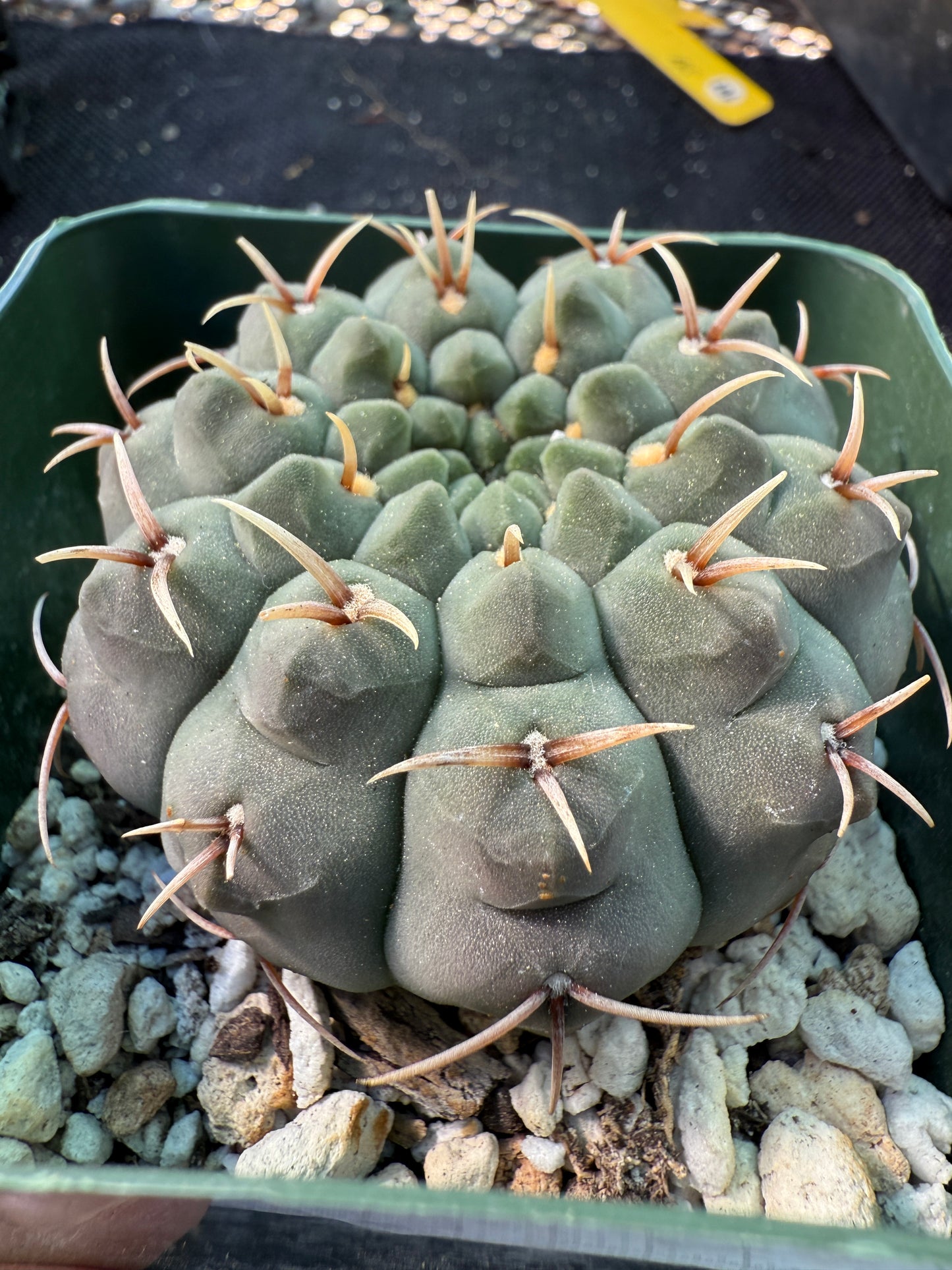 Gymnocalycium vatteri japan import gorgeous form 1327