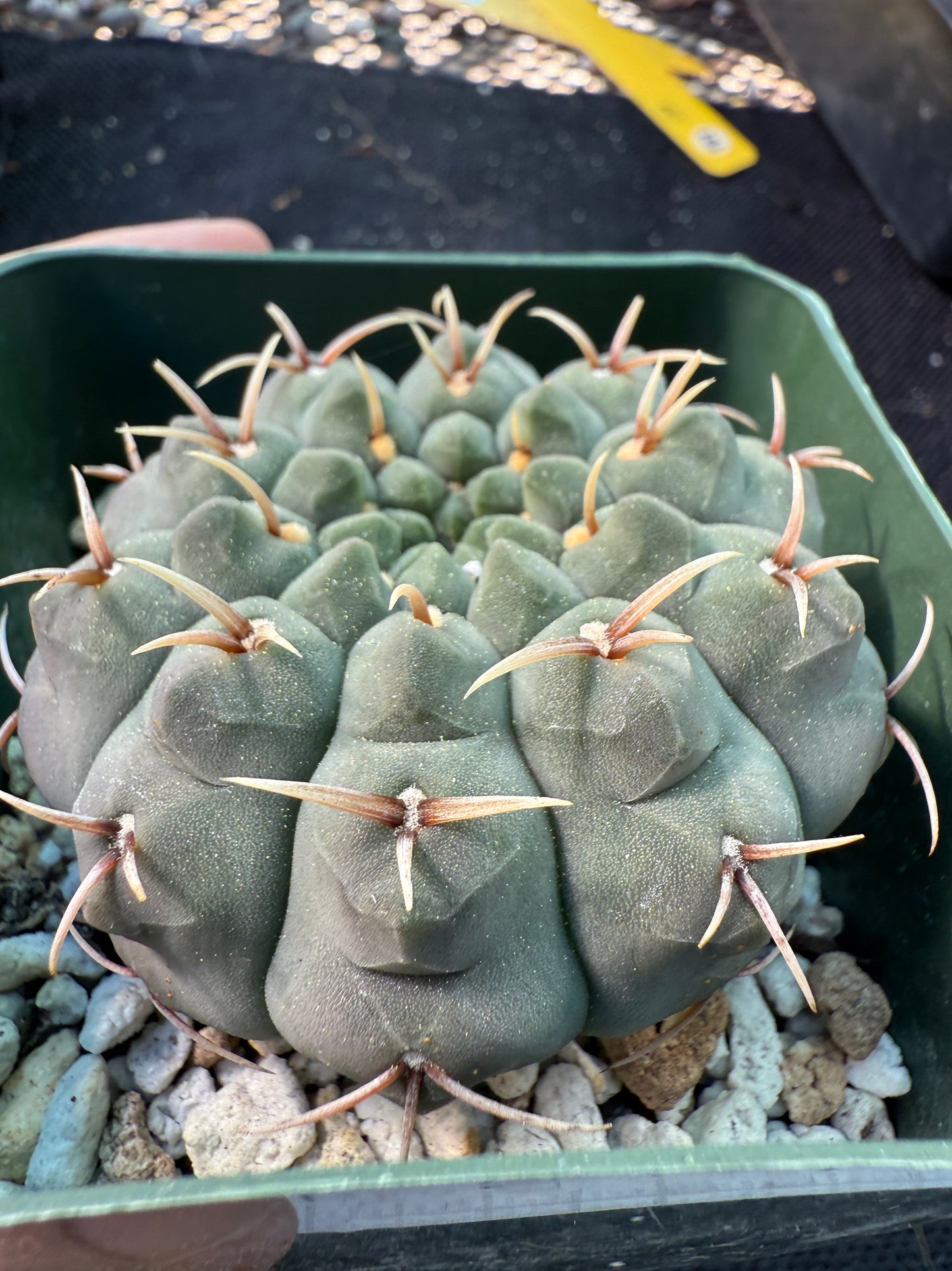 Gymnocalycium vatteri japan import gorgeous form 1327