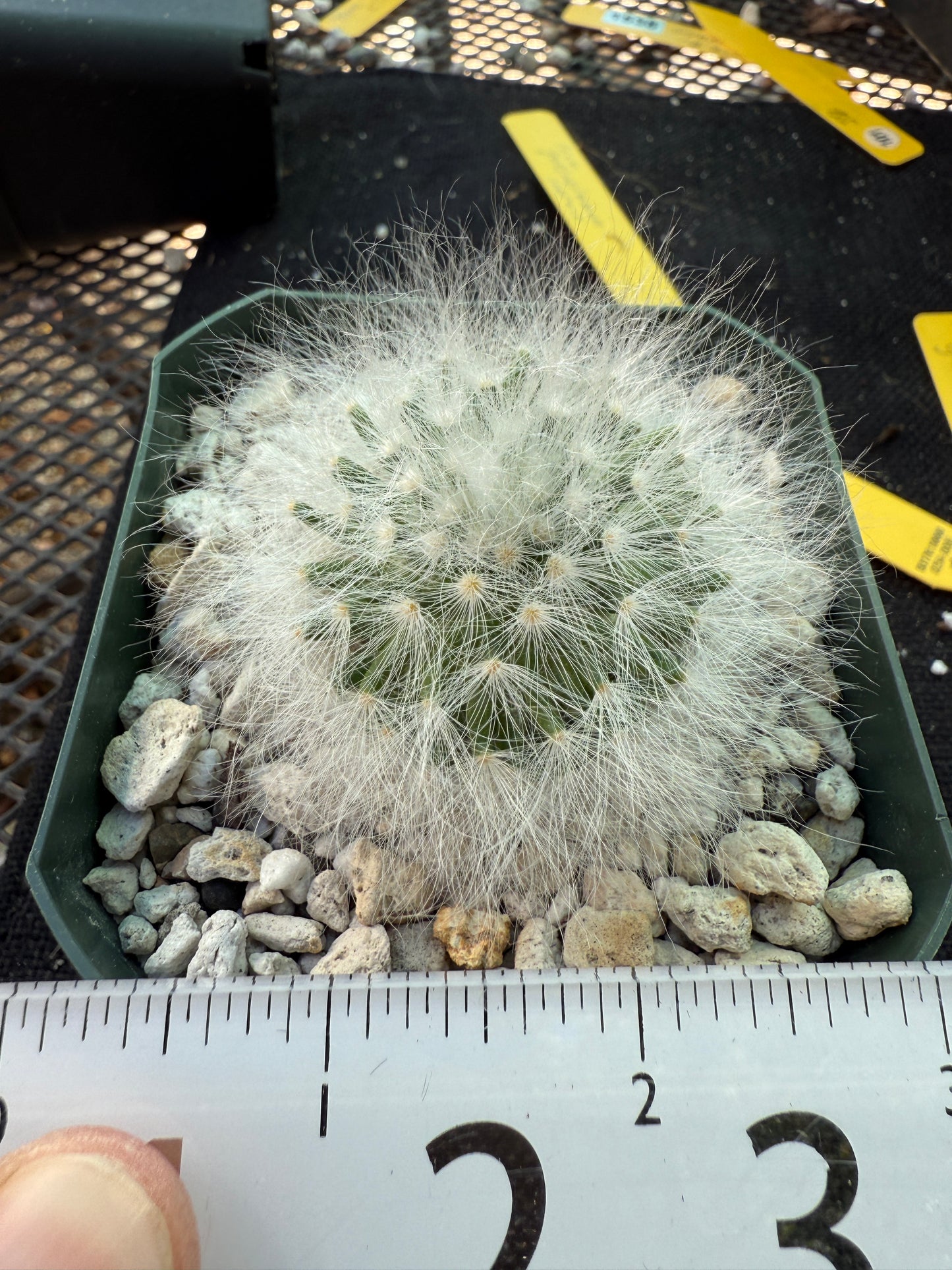 Mammillaria guelzowiana inermis softest cactus ever 101