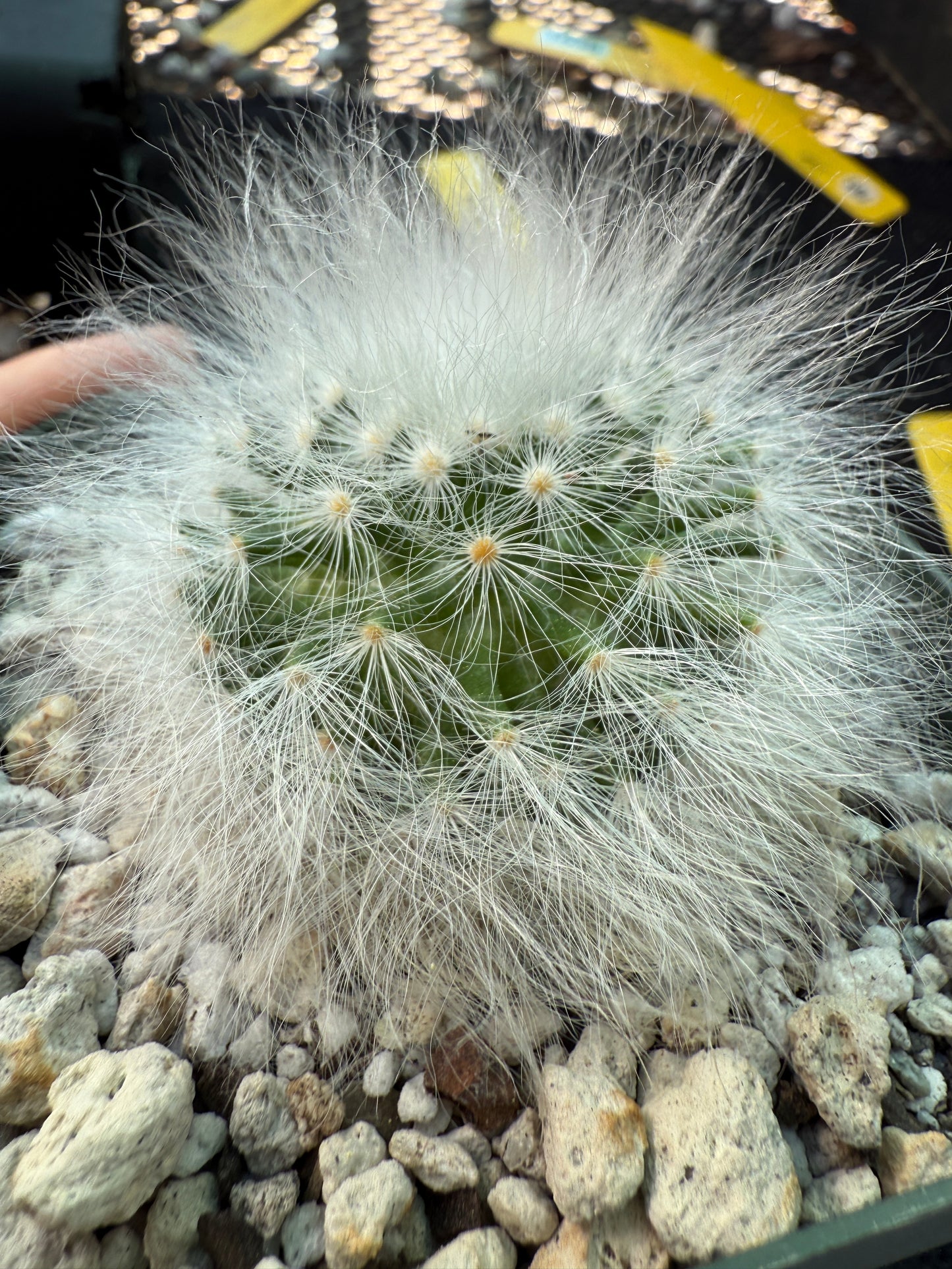 Mammillaria guelzowiana inermis softest cactus ever 101