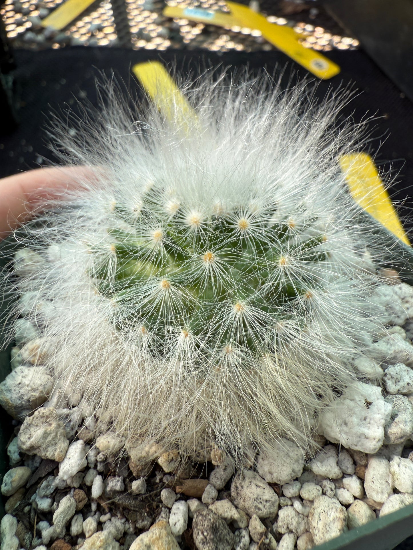 Mammillaria guelzowiana inermis softest cactus ever 101
