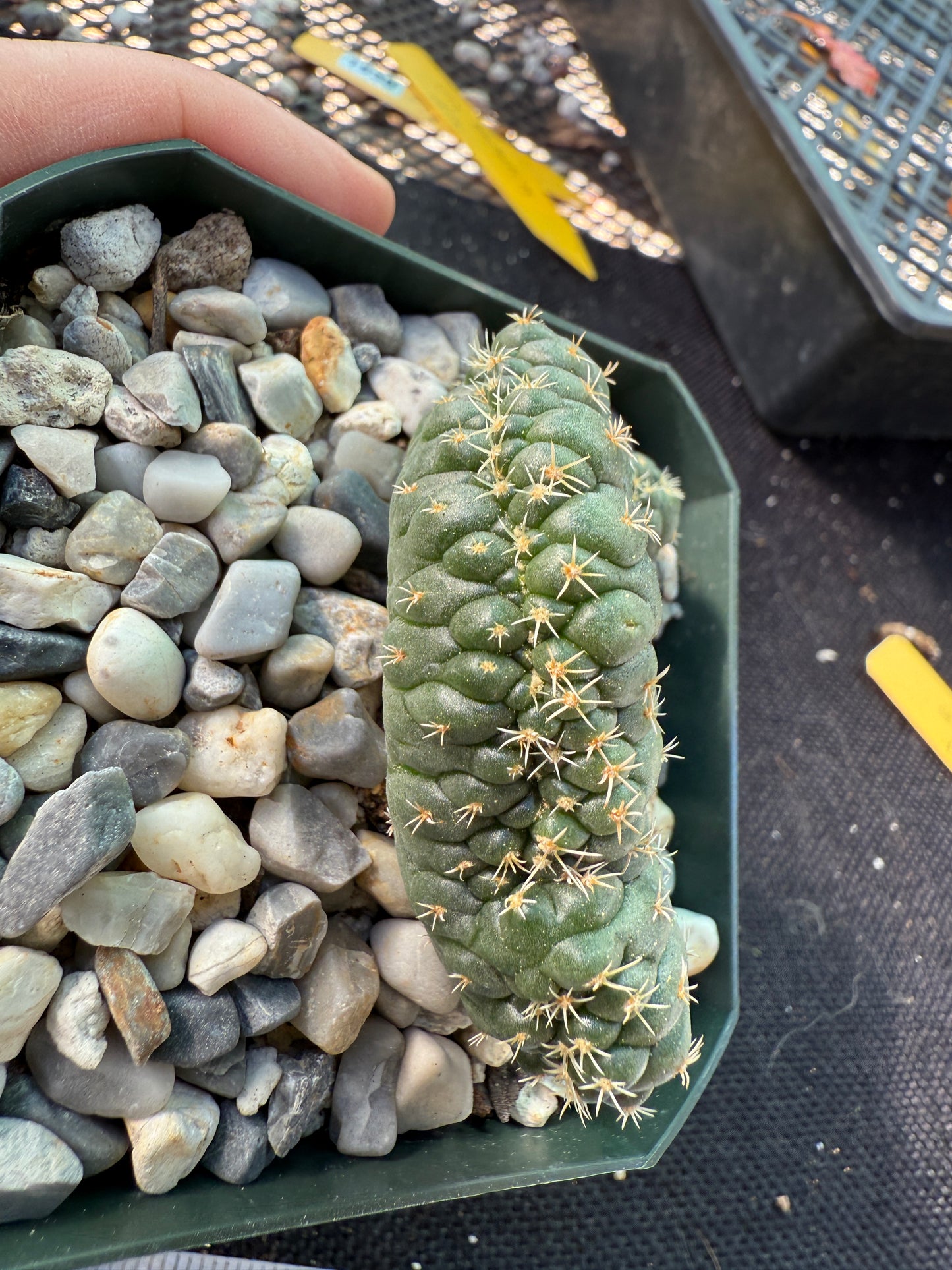 Coryphantha tanshi crest very nice 1538