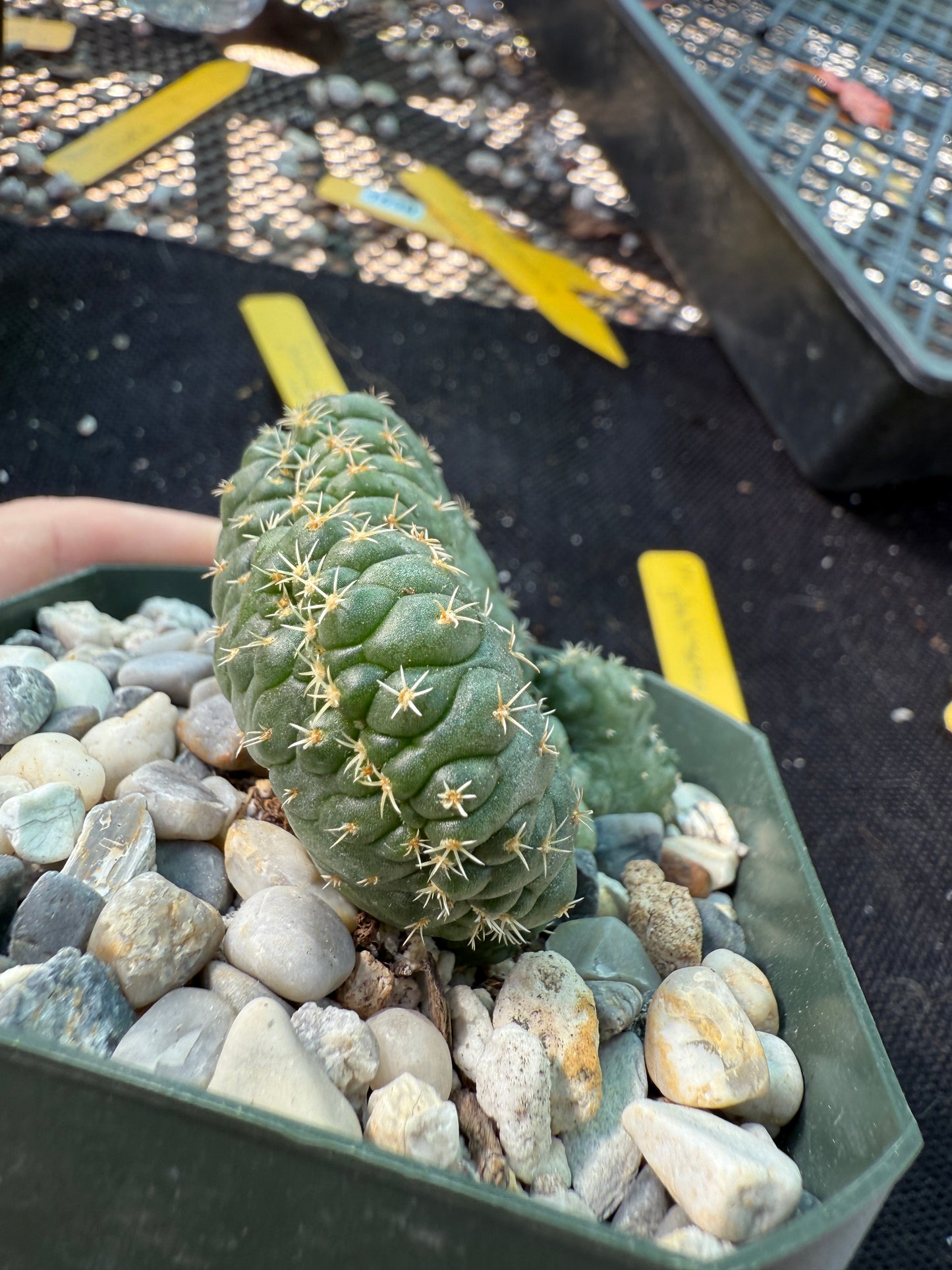 Coryphantha tanshi crest very nice 1538