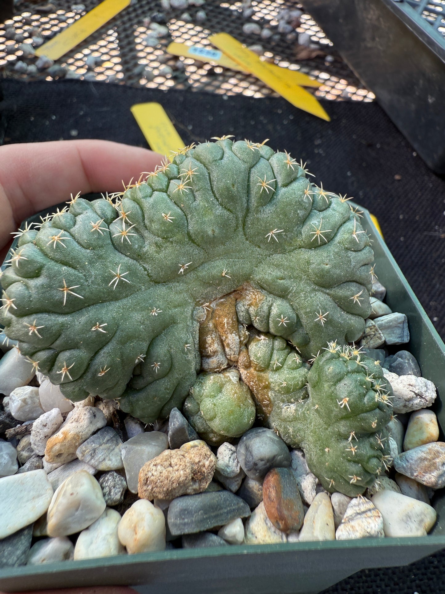 Coryphantha tanshi crest very nice 1538