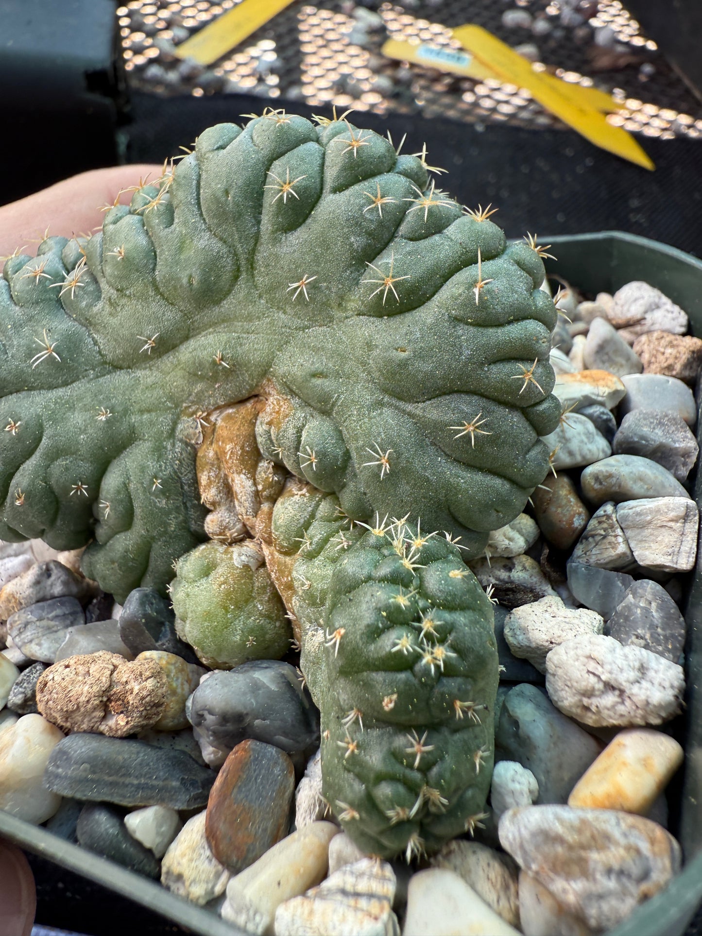 Coryphantha tanshi crest very nice 1538