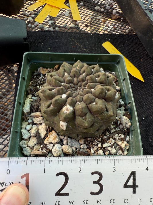 Neochilenia Occulta large plant