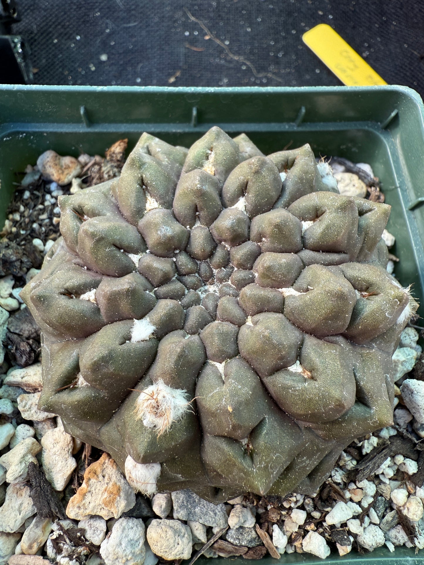 Neochilenia Occulta large plant