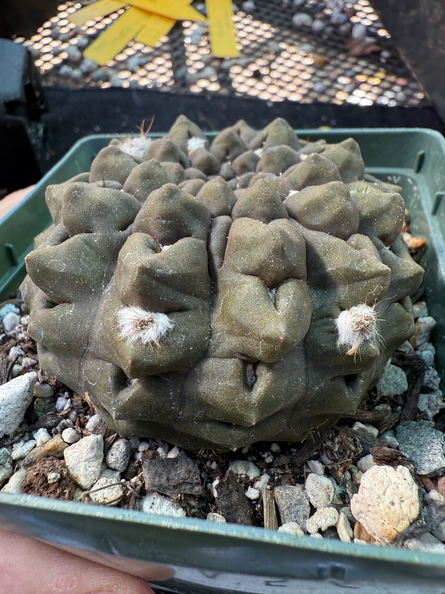 Neochilenia Occulta large plant