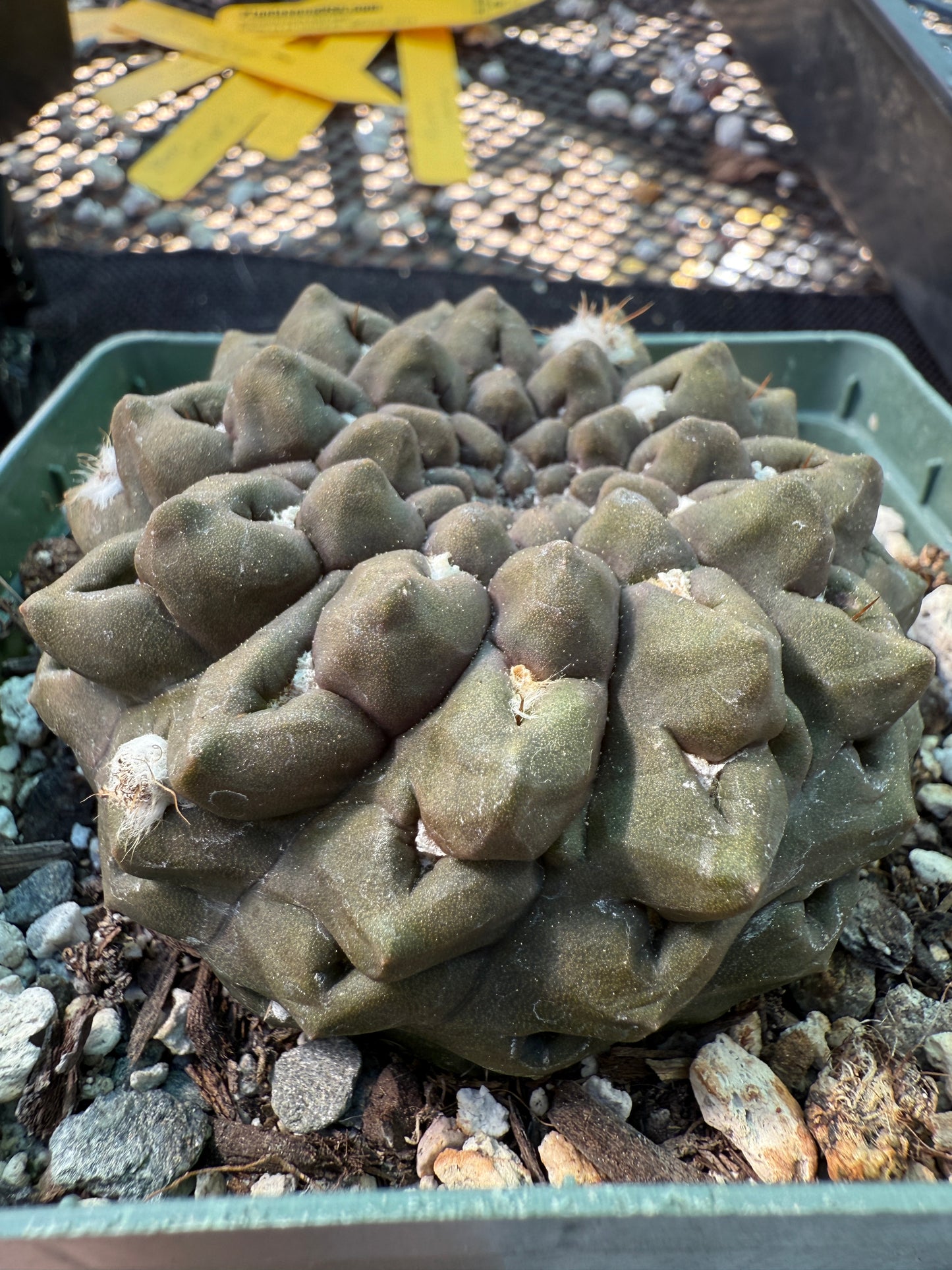 Neochilenia Occulta large plant