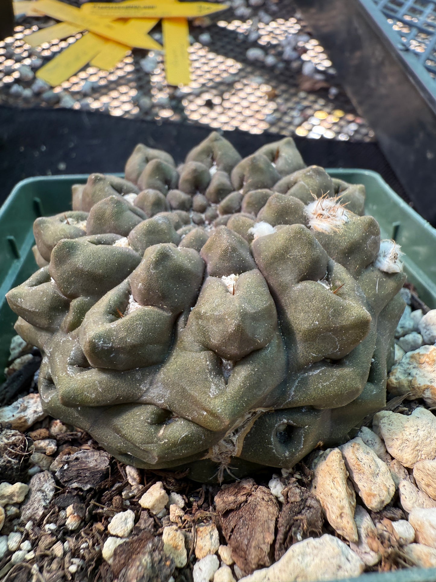 Neochilenia Occulta large plant