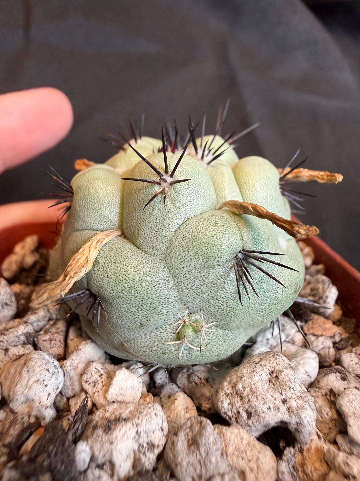 Ortegocactus macdougalii with many pups 102