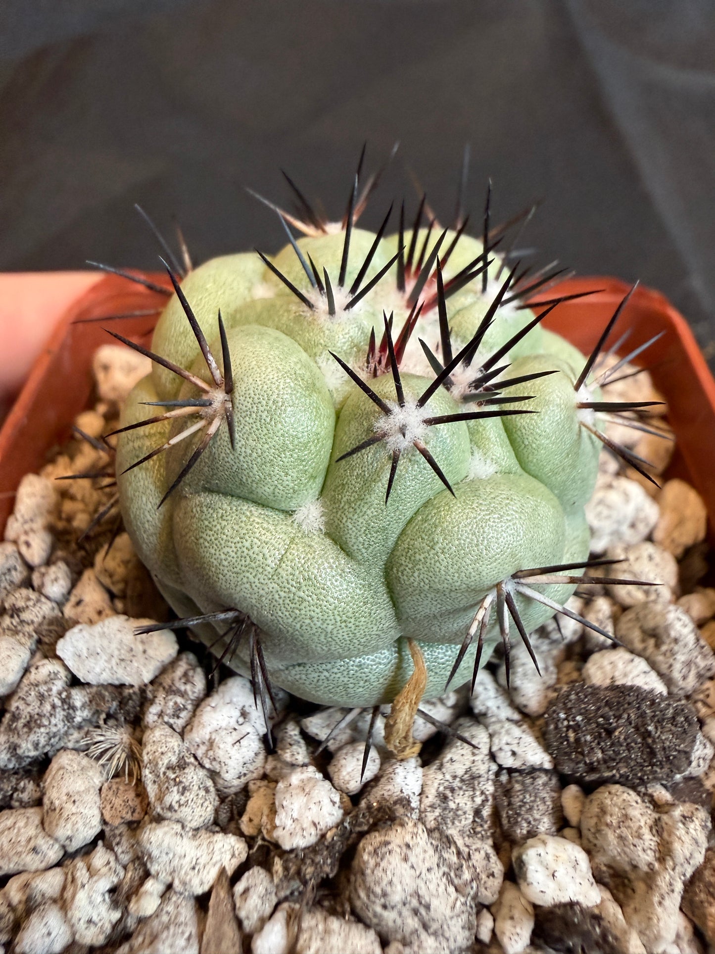 Ortegocactus macdougalii very nice 103