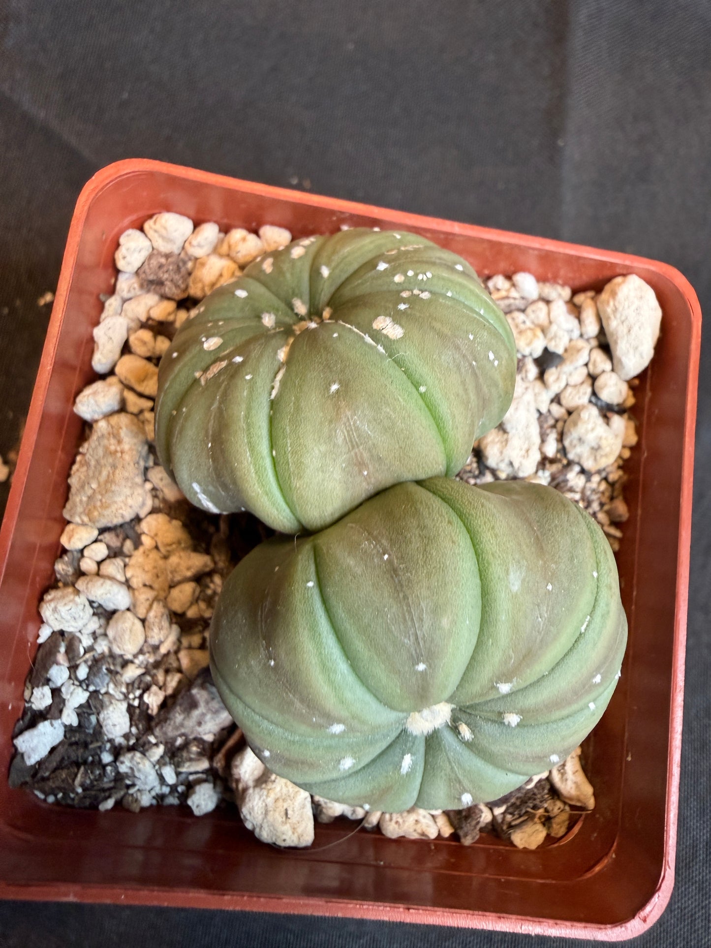 Astrophytum asterias two headed cactus 105