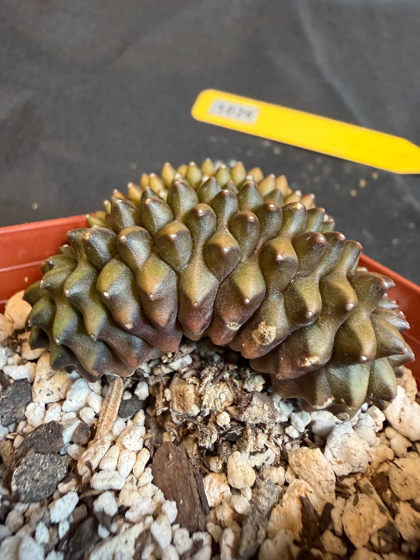 Gymnocalycium inermis crest beautiful form 106