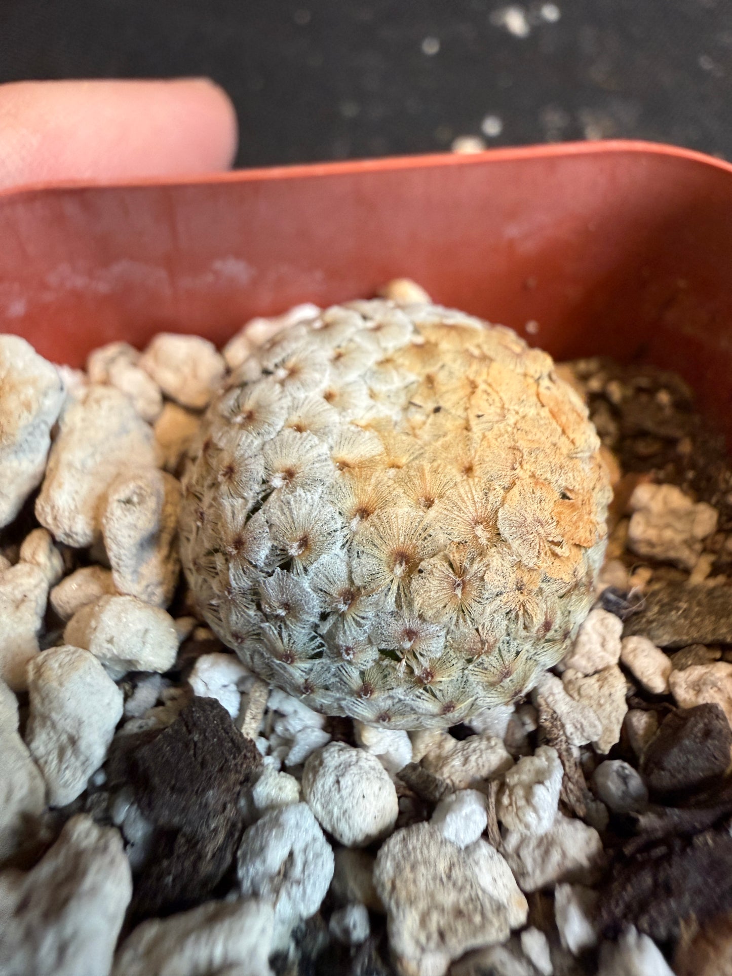Mammillaria breviplumosa rare plant 110