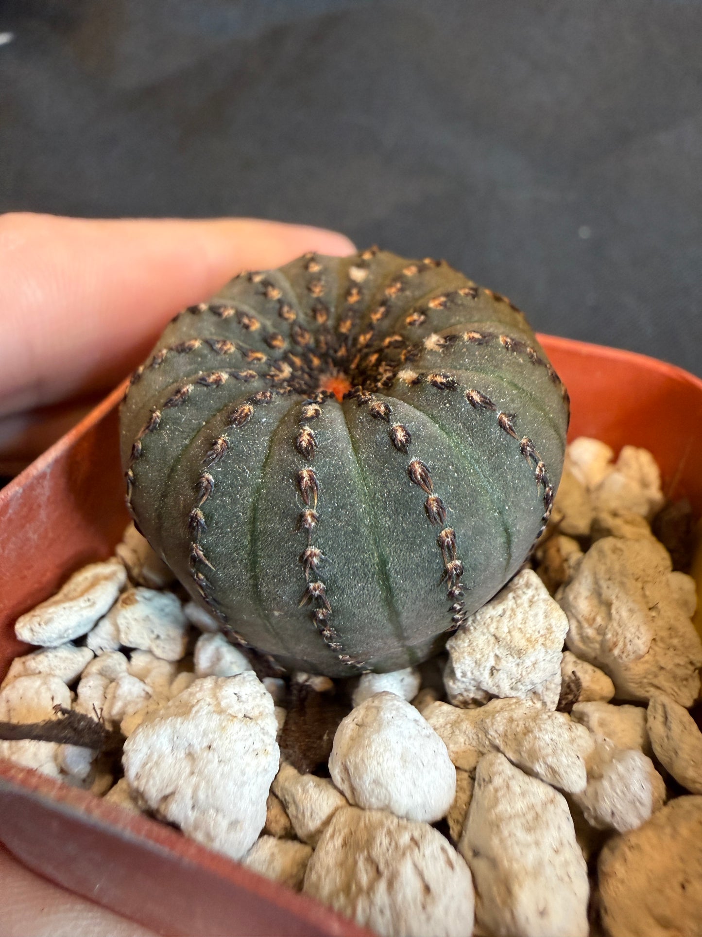 Frailea asteroides rare miniature cactus 112