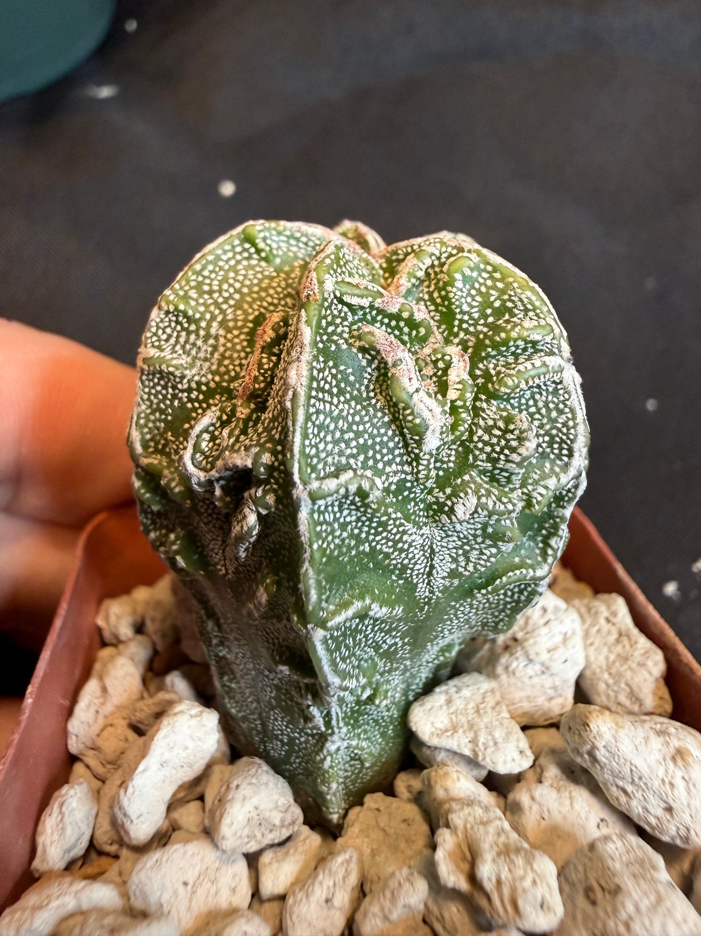 Astrophytum myriostigma fukuryu 115