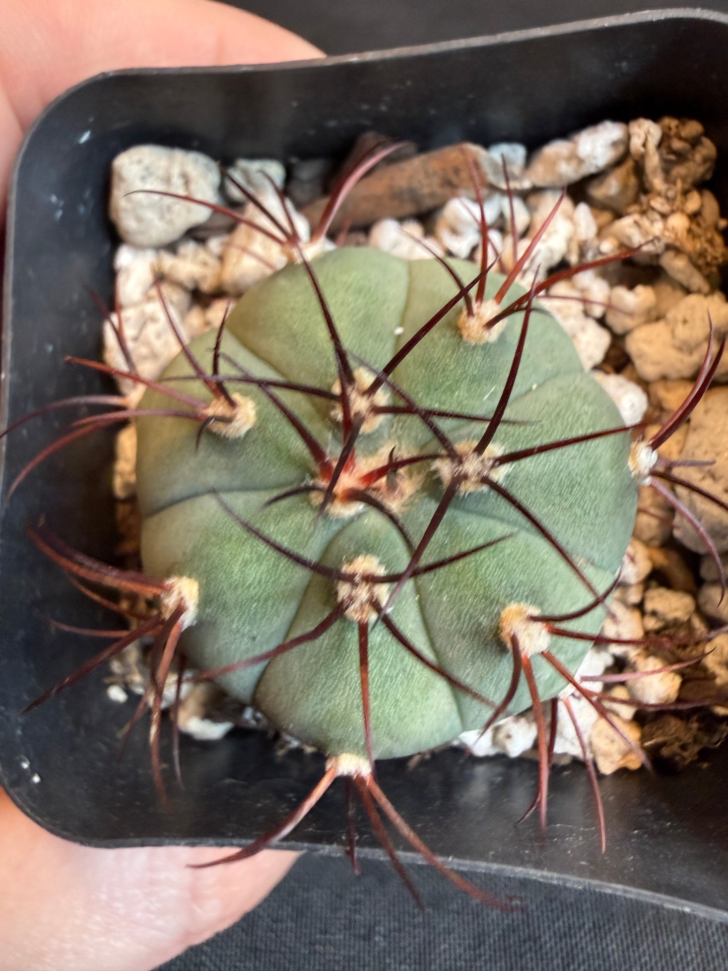 Gymnocalycium cabreraense rare plant 117