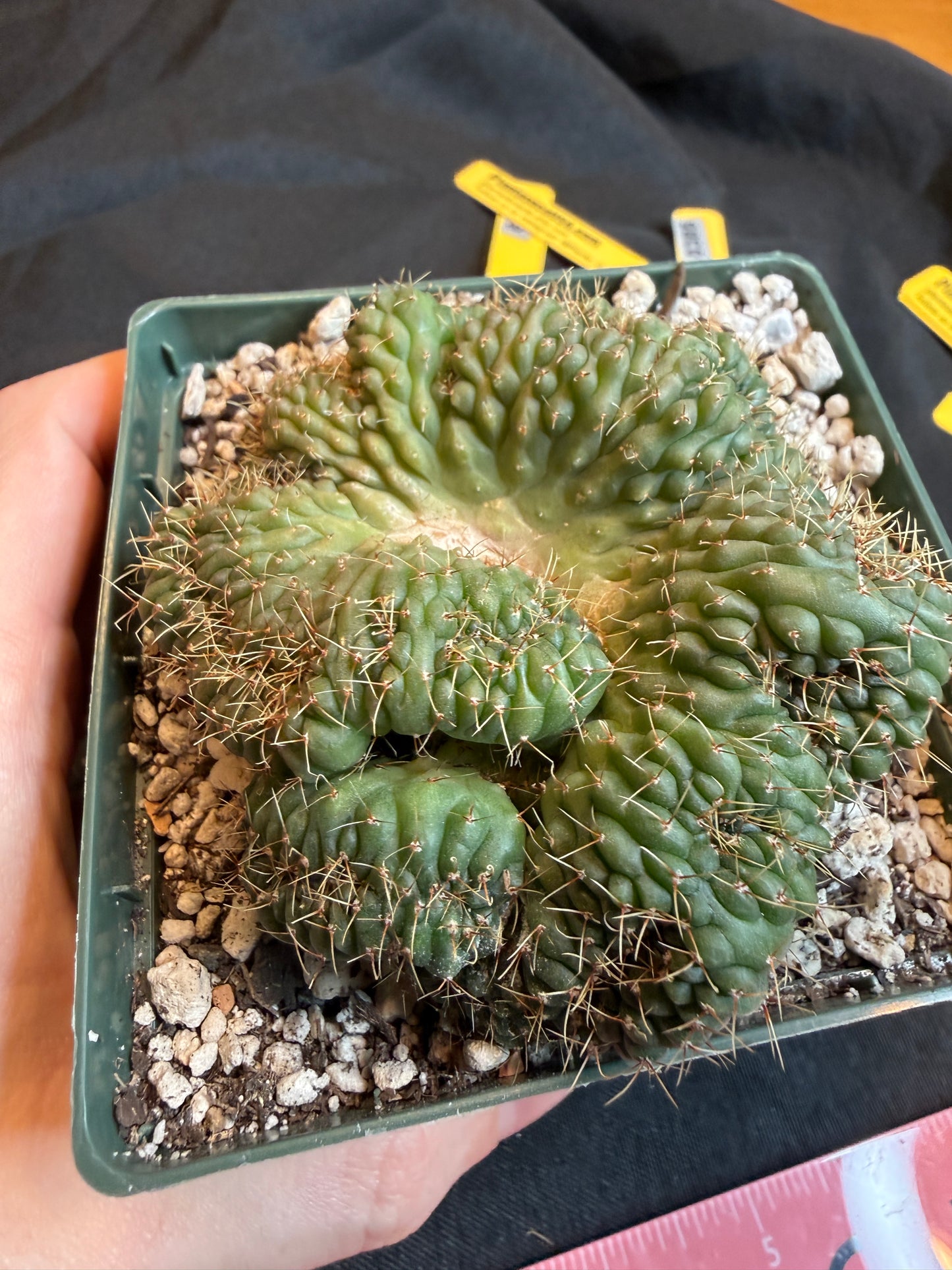 Gymnocalycium ochoterranae crest large plant 118