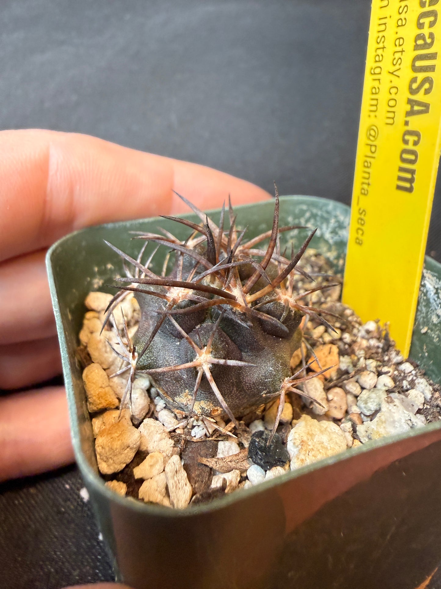 Copiapoa dura rare cactus