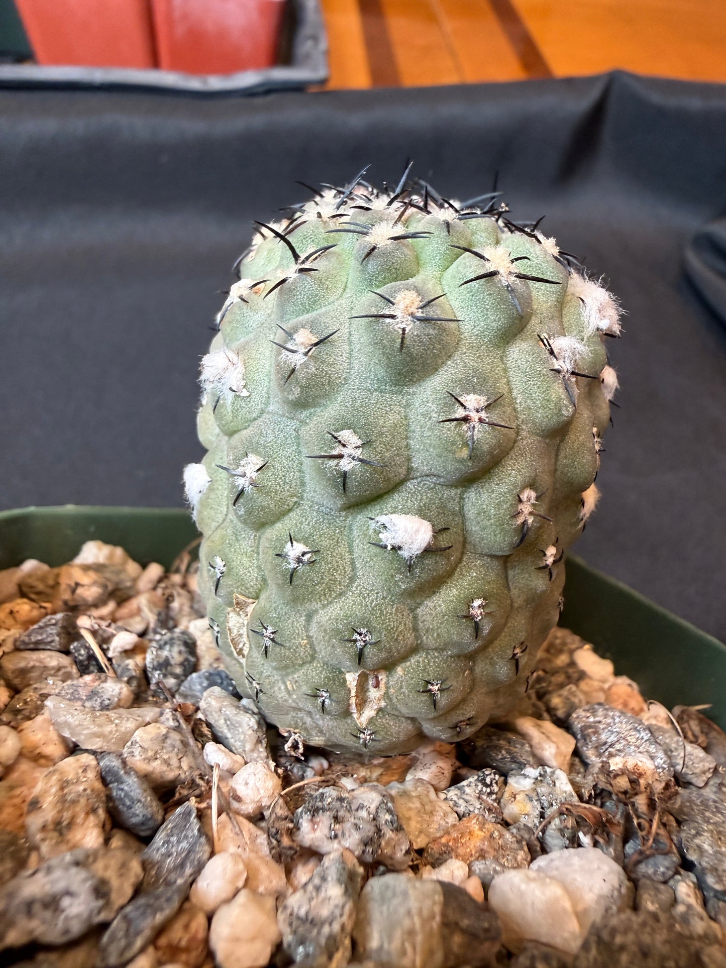 Neoporteria napina 135