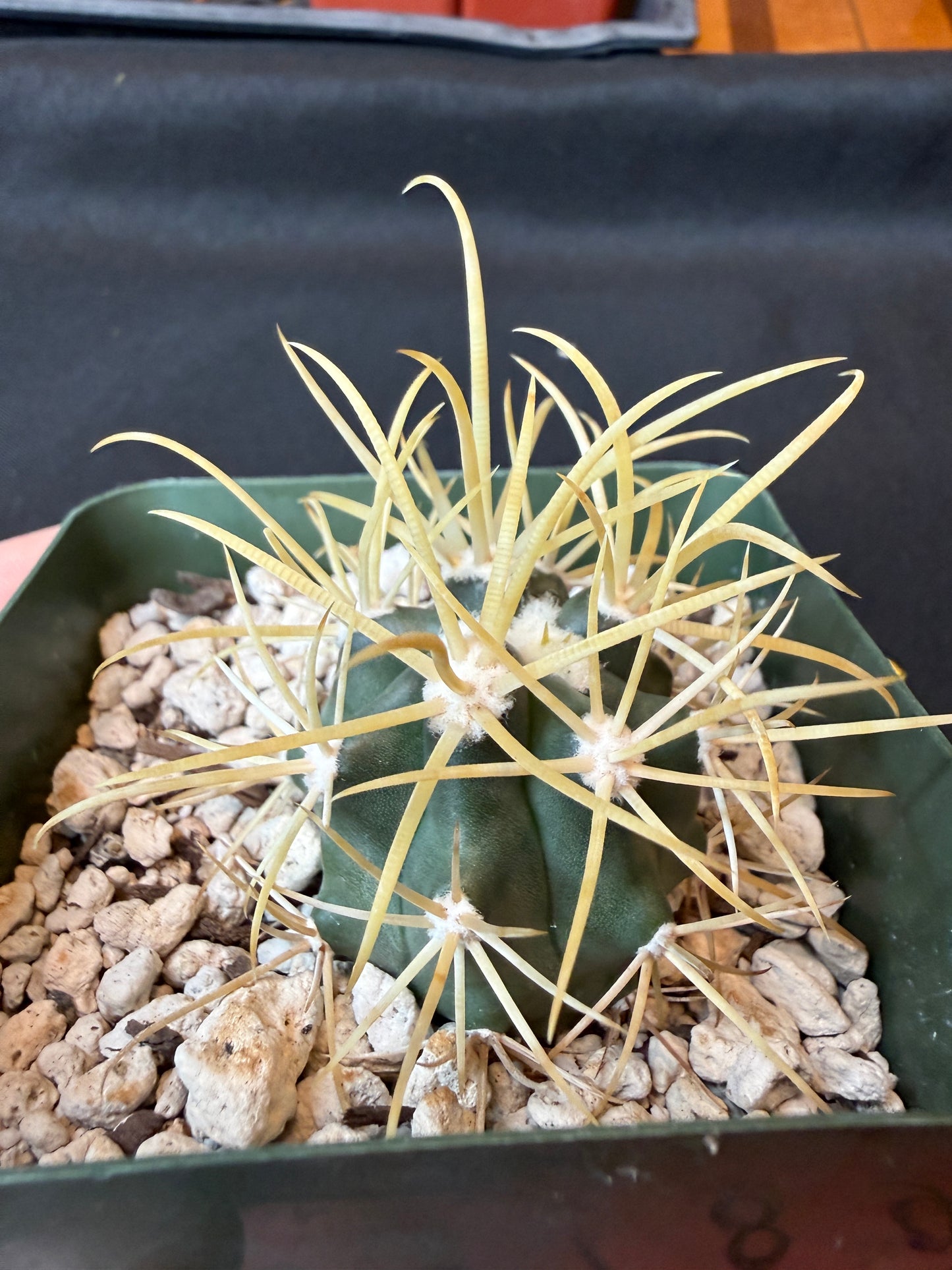 Ferocactus chrysacanthus rare plant 163
