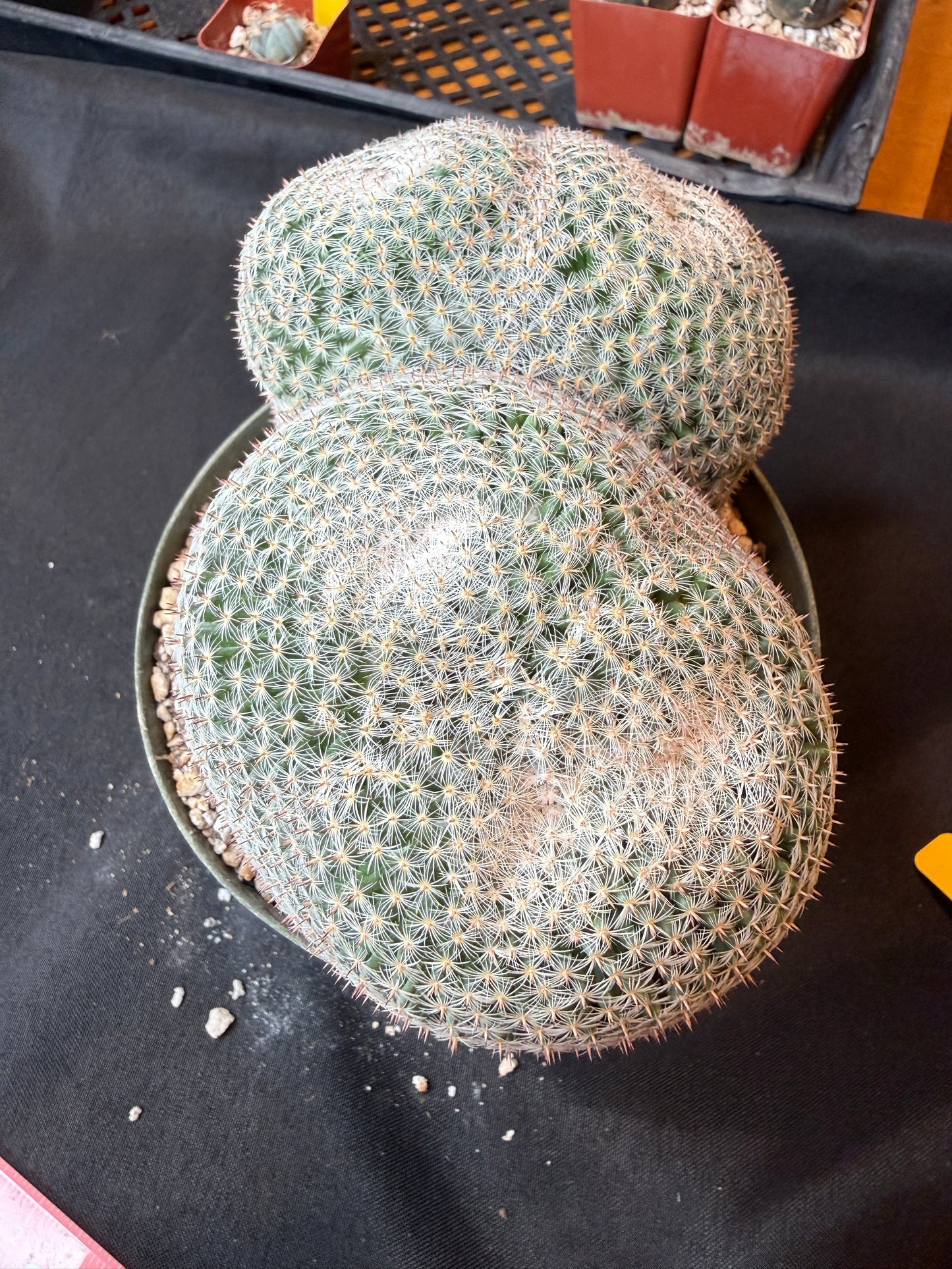 Mammillaria microthele specimen size very nice 165