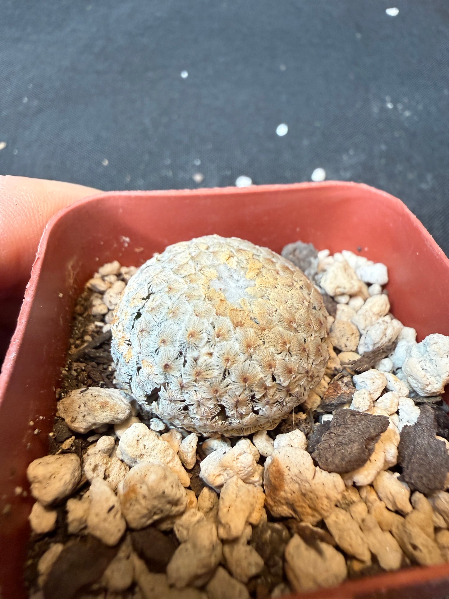 Mammillaria breviplumosa rare plant large size 170