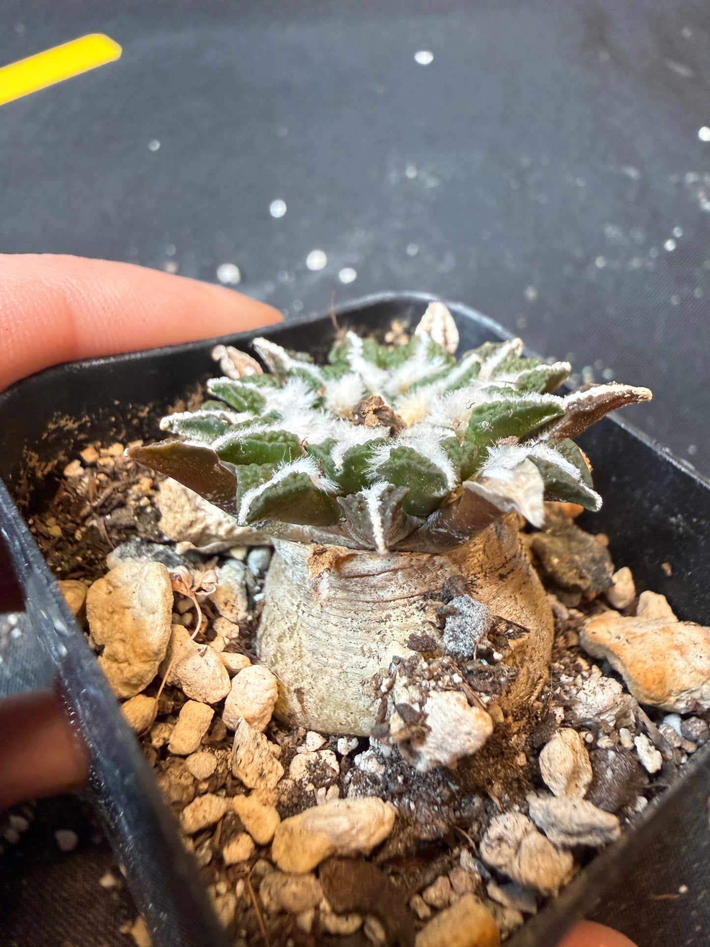 Ariocarpus kotschoubeyanus old plant 175