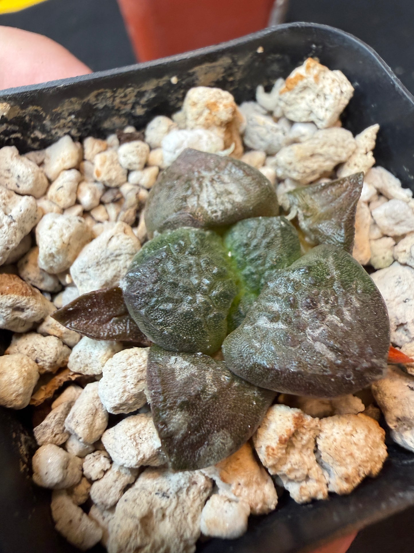 Ariocarpus lloydii rare cactus 178