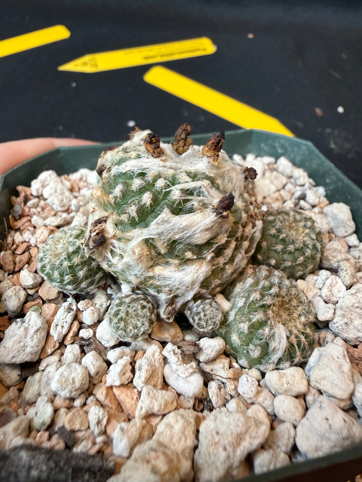 Copiapoa lauii rare cactus 180
