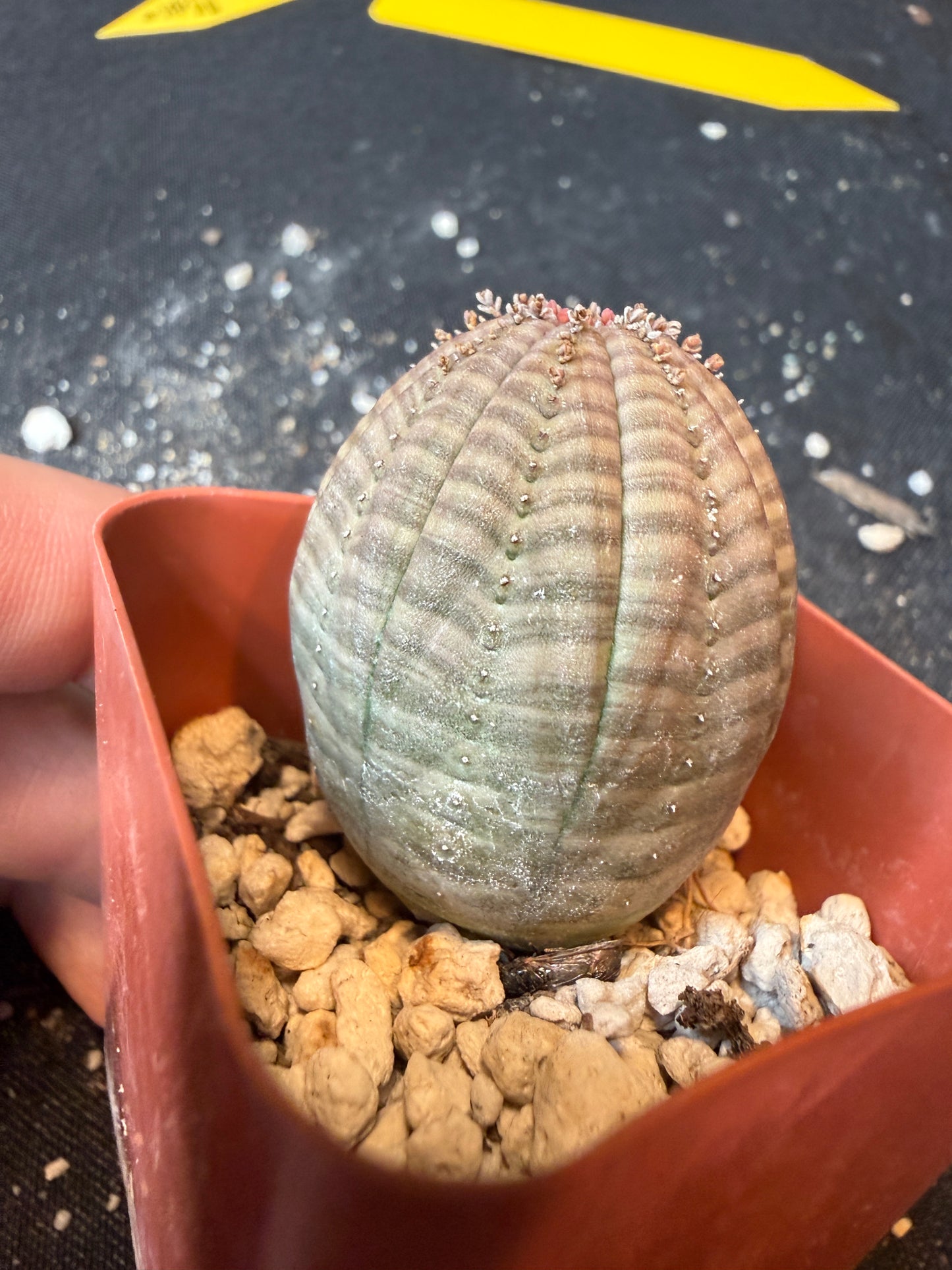 Euphorbia obesa rare succulent 181