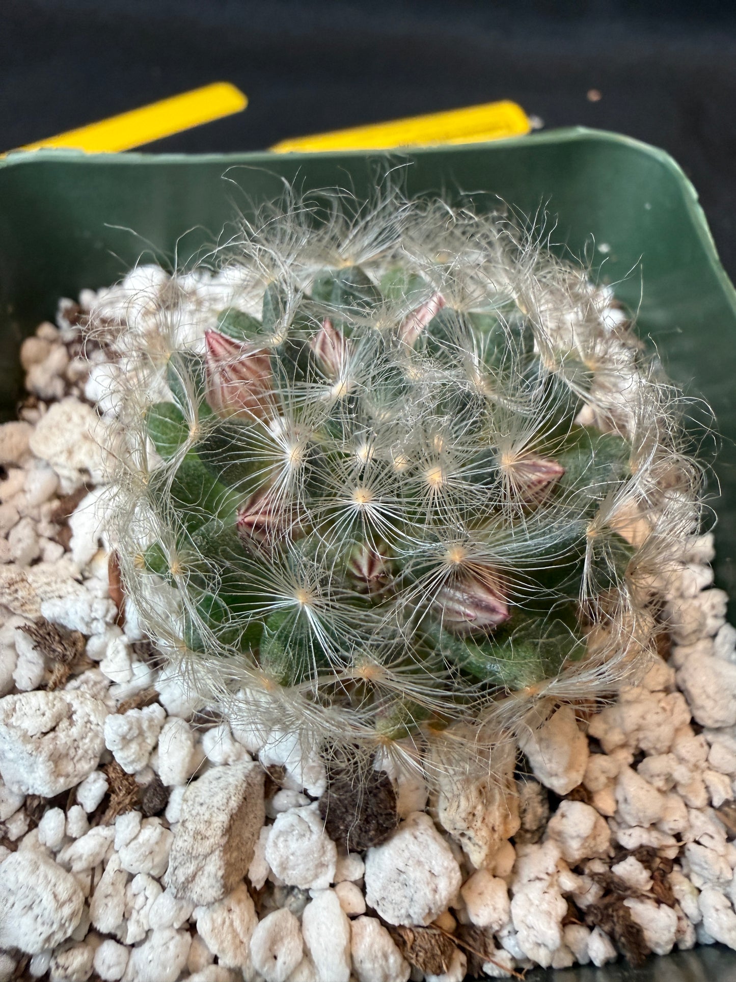 Mammillaria aureilanata rare plant 184