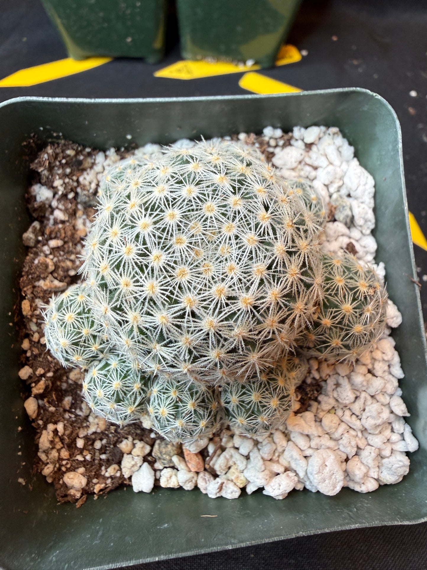 Mammillaria giselae uncommon plant nice flowers 186