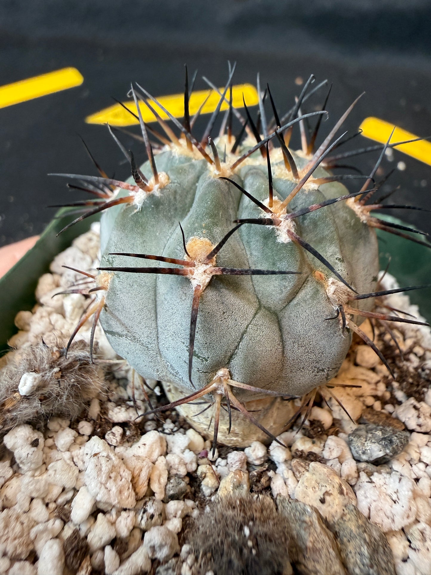 Acanthocalycium glaucum nice blue plant 188