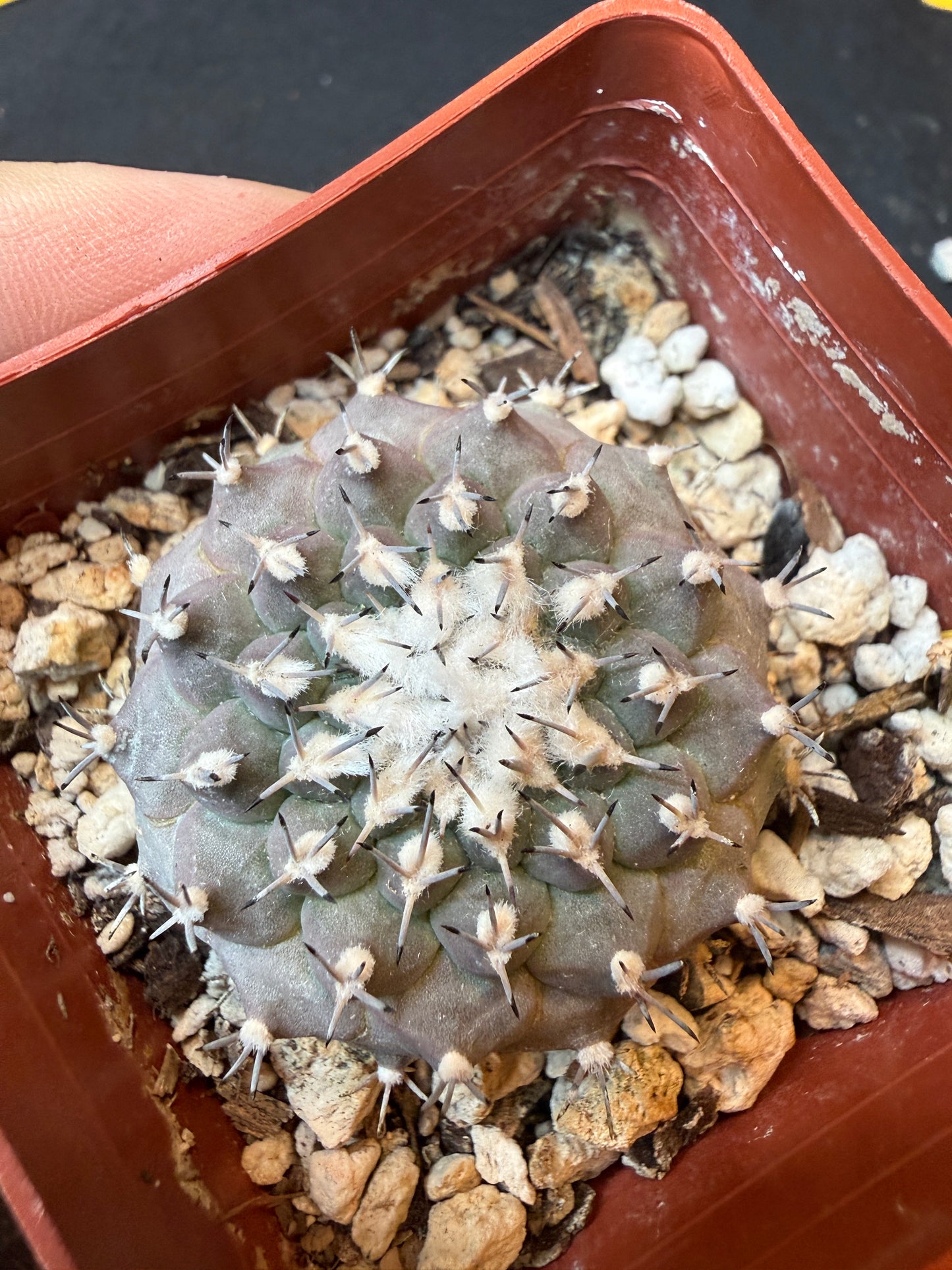 Turbinicarpus lophophoroides nice plant 192
