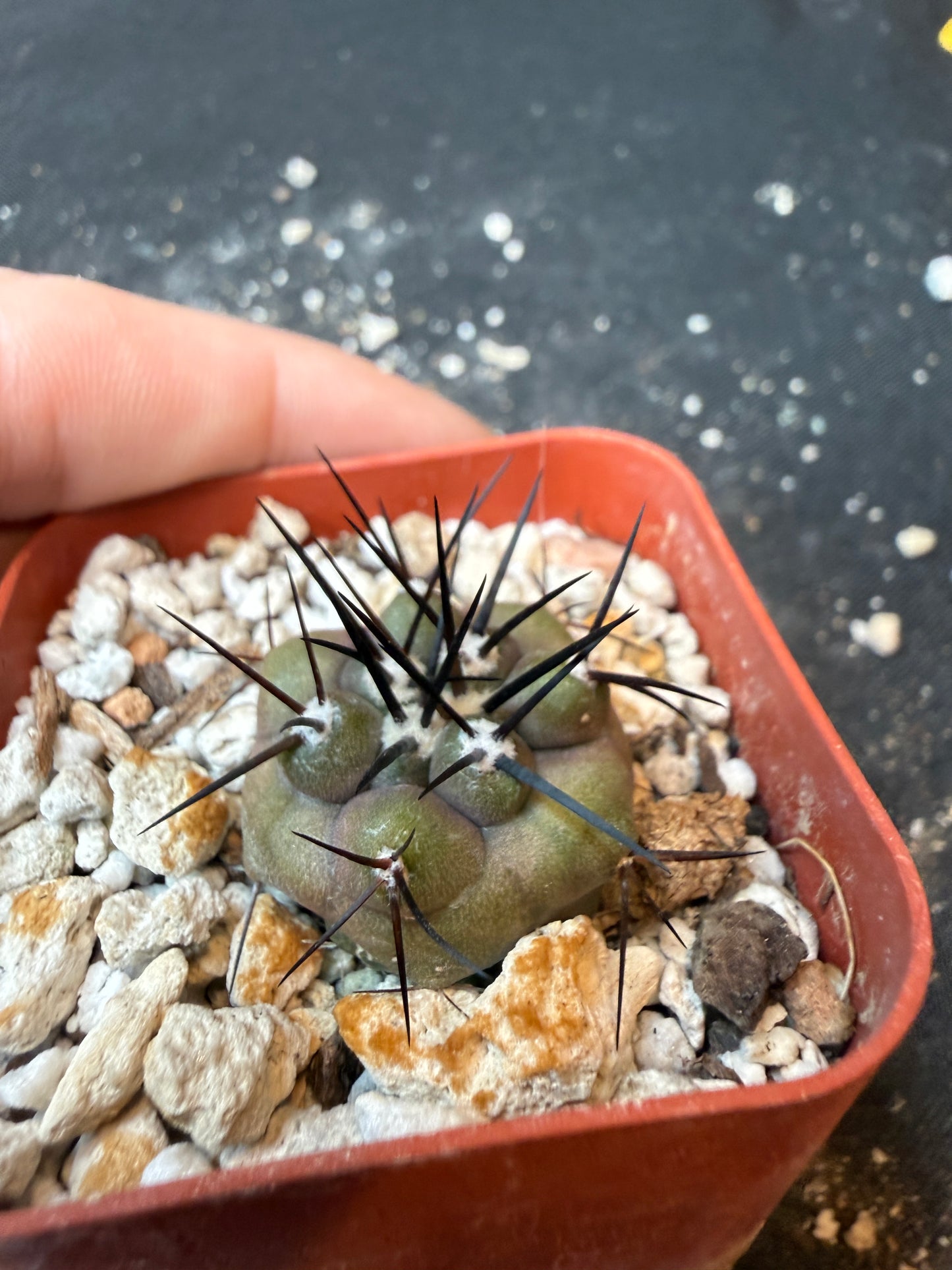 Copiapoa cinerea large spine seedling 193