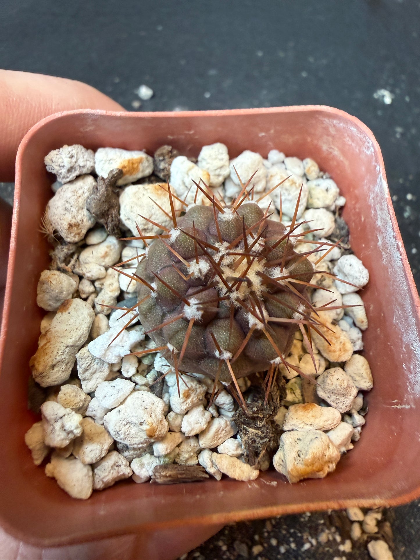 Copiapoa columna alba nice plant 194