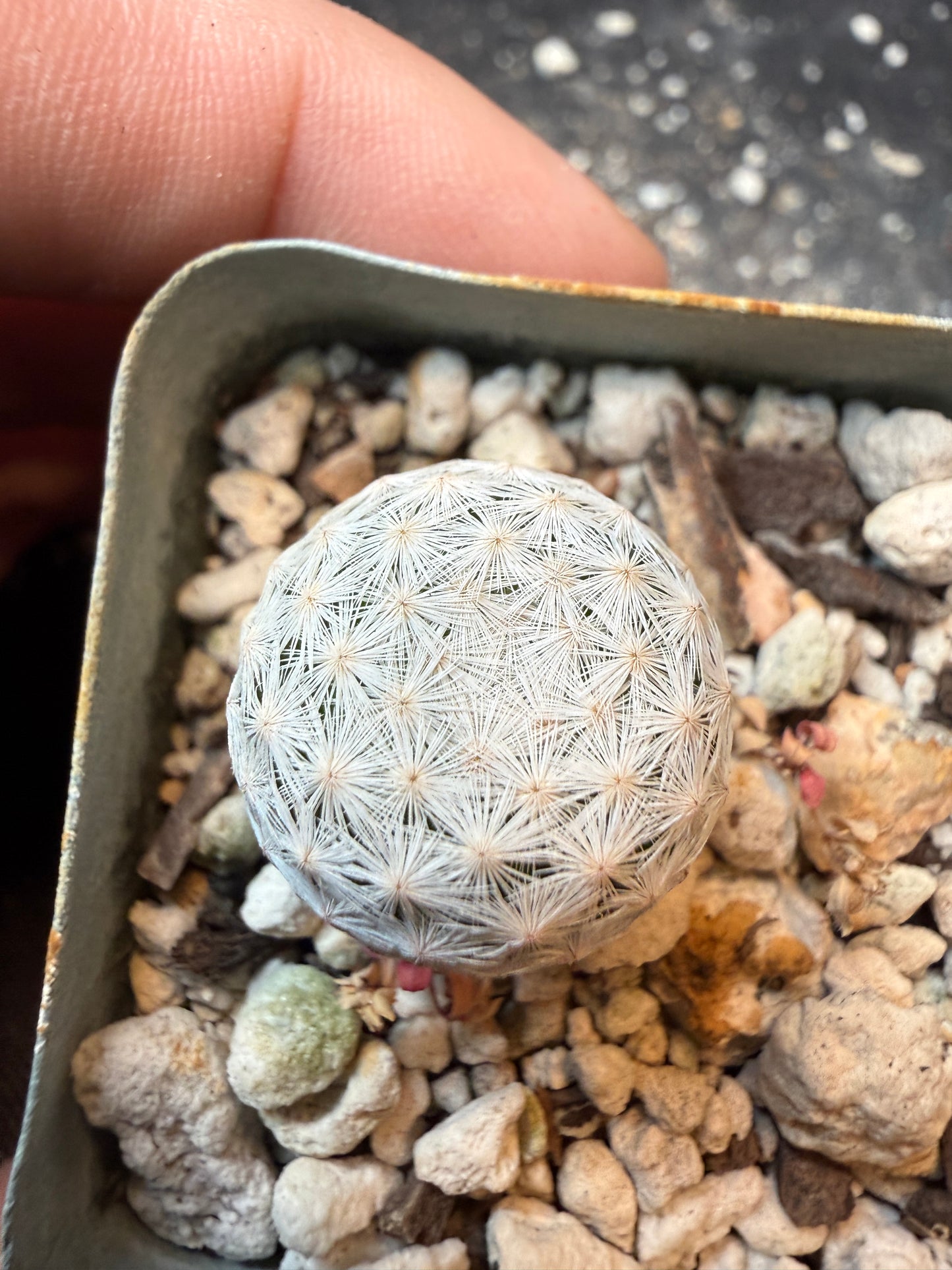 Mammillaria herrerae miniature cactus 198