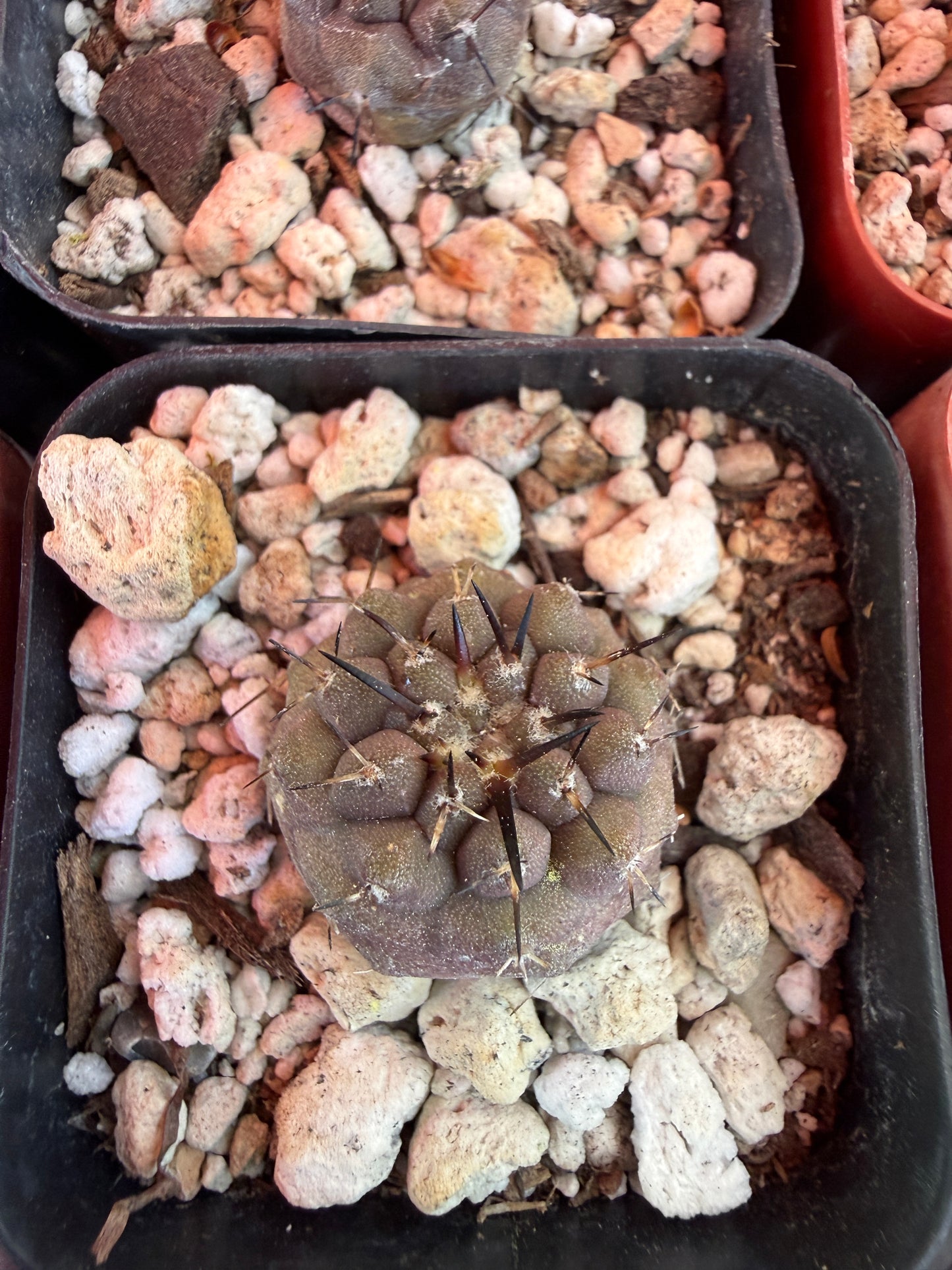 Copiapoa cinerea seedlings pack of 10 plants! Great deal
