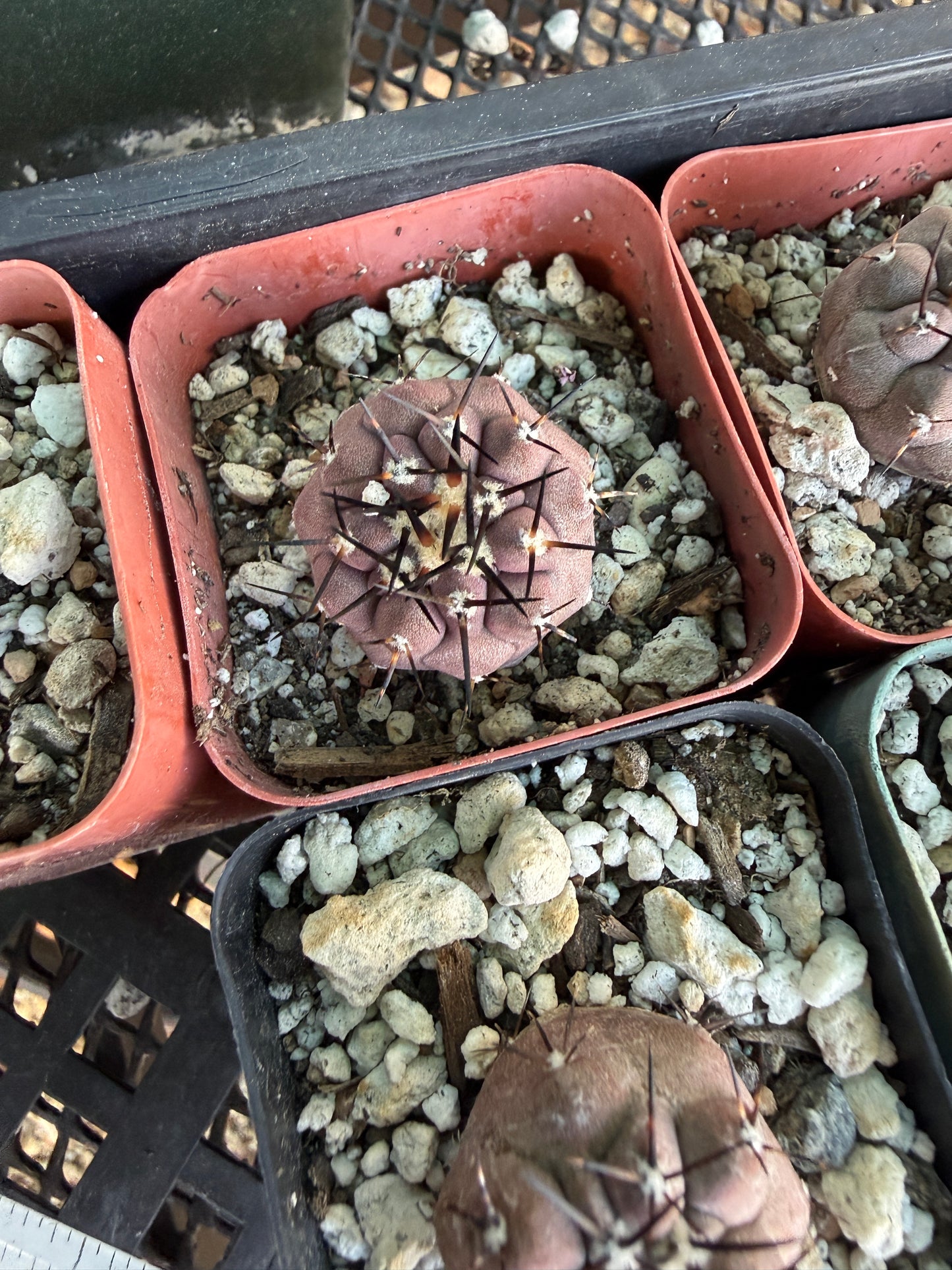 Copiapoa cinerea seedlings pack of 5, 3 large 2 smaller