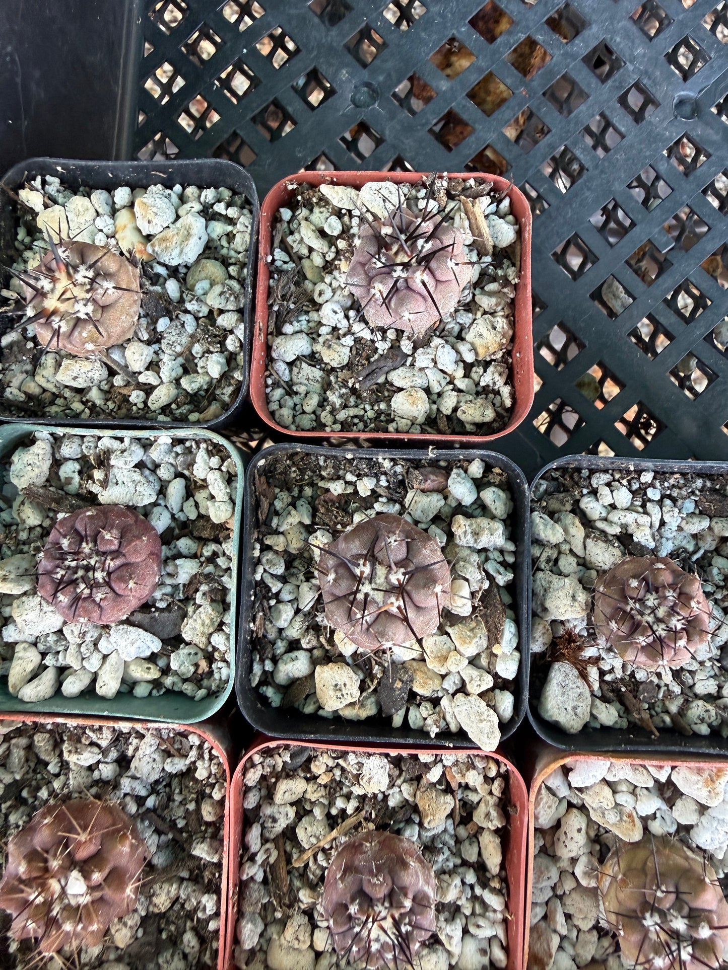 Copiapoa cinerea seedlings, pack of 10, one albispina. Great deal