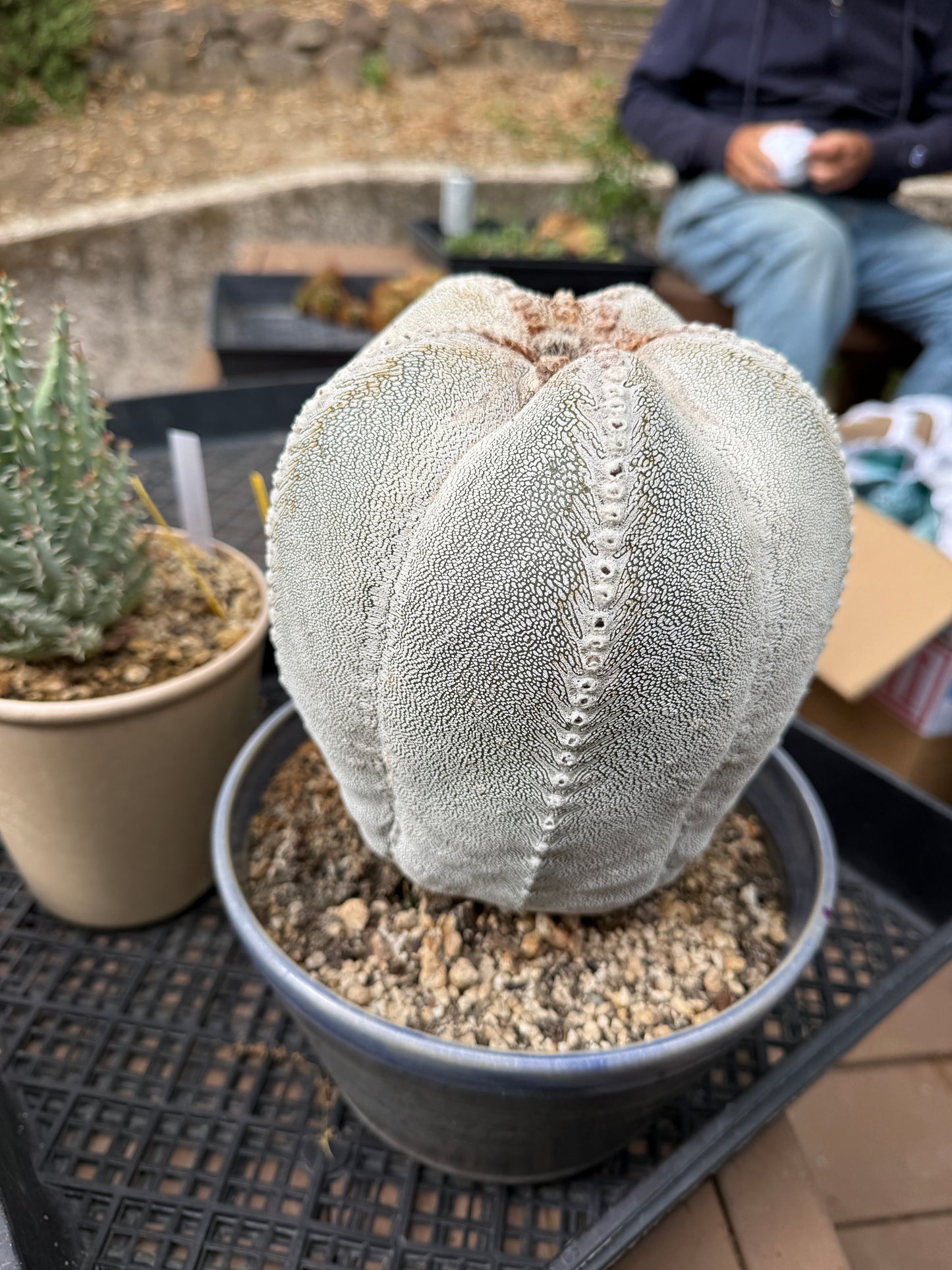 Astrophytum onzuka specimen
